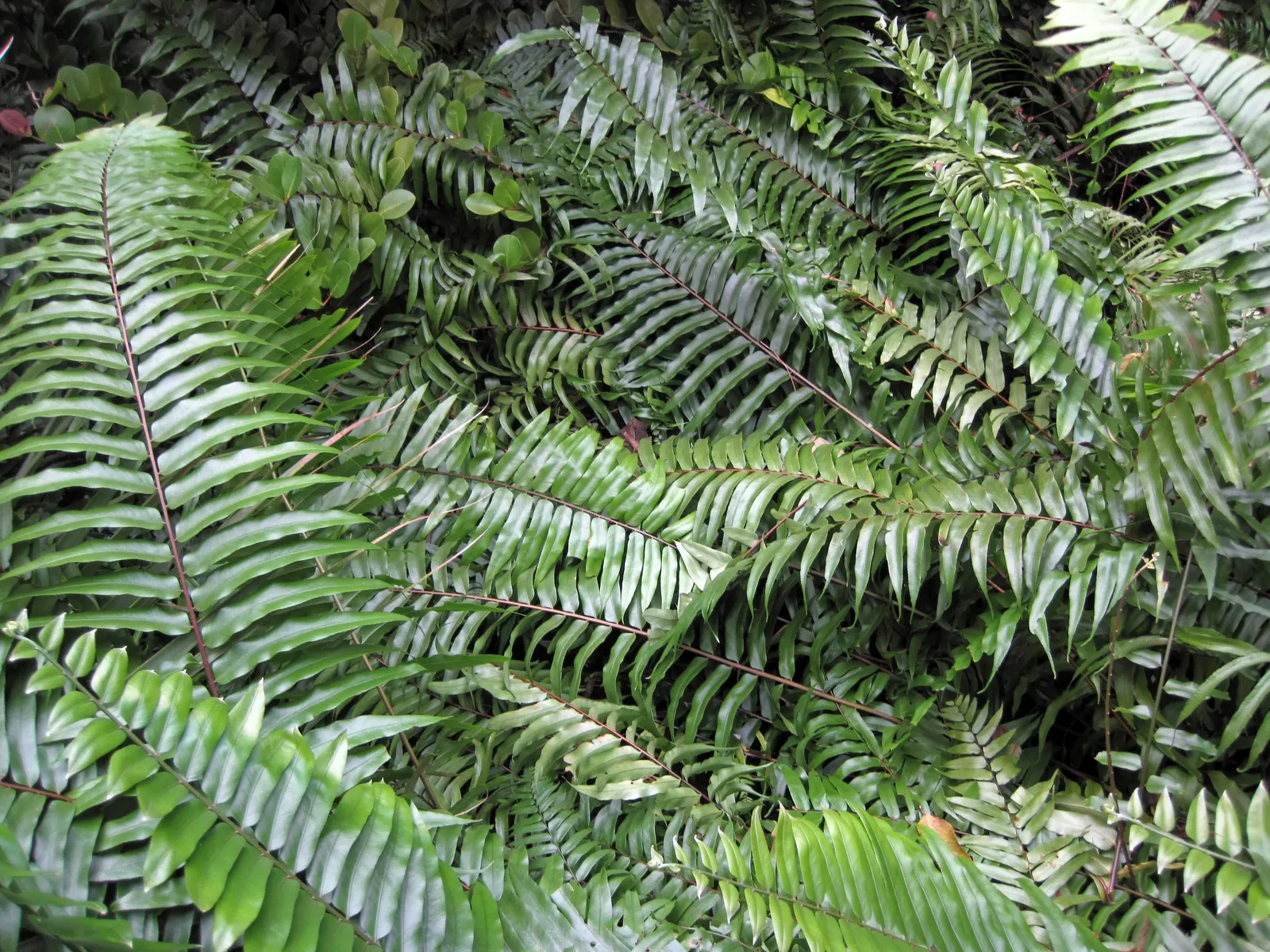 Leather Fern (Rumohra Adiantiformis) — shiny green with triangular leaflets