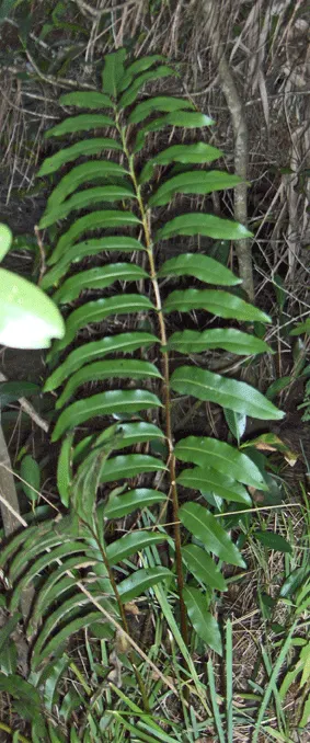 Leather Fern (Rumohra Adiantiformis) — deep green fronds that can reach up to 3 ft in length; its arching fronds are a deep