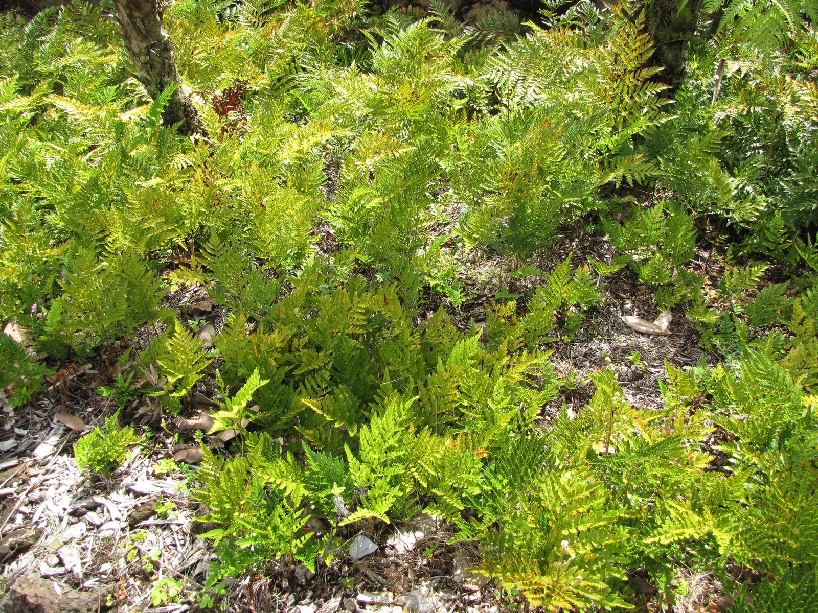 Leather Fern (Rumohra Adiantiformis) — is an appealing evergreen fern revered for its durable; deep green fronds that can reach up to 3 ft in length, image 73