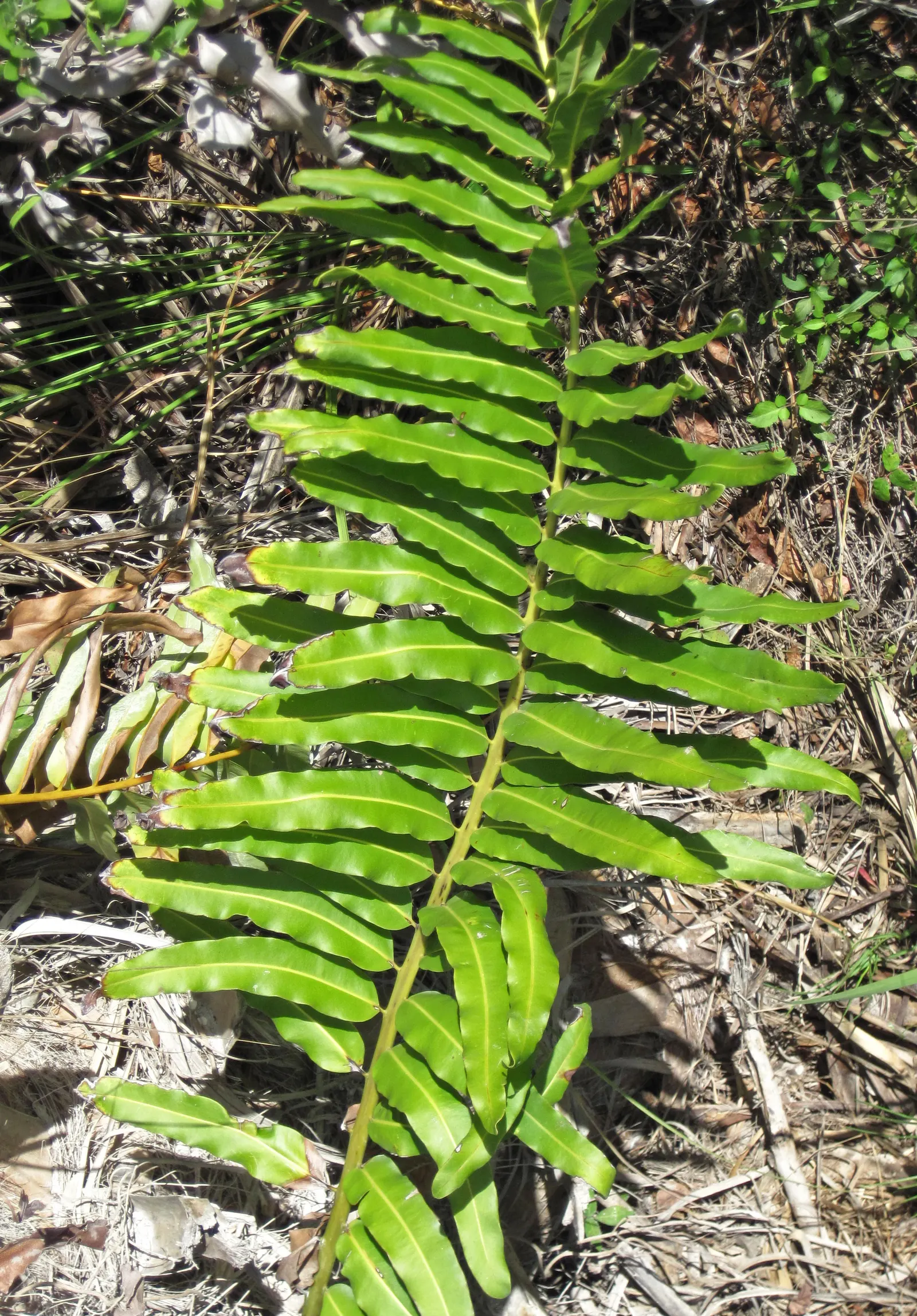 Leather Fern (Rumohra Adiantiformis) — Hardy in zones 9-11, it is excellent for adding texture to shaded gardens and as a reliable ground cover, image 114