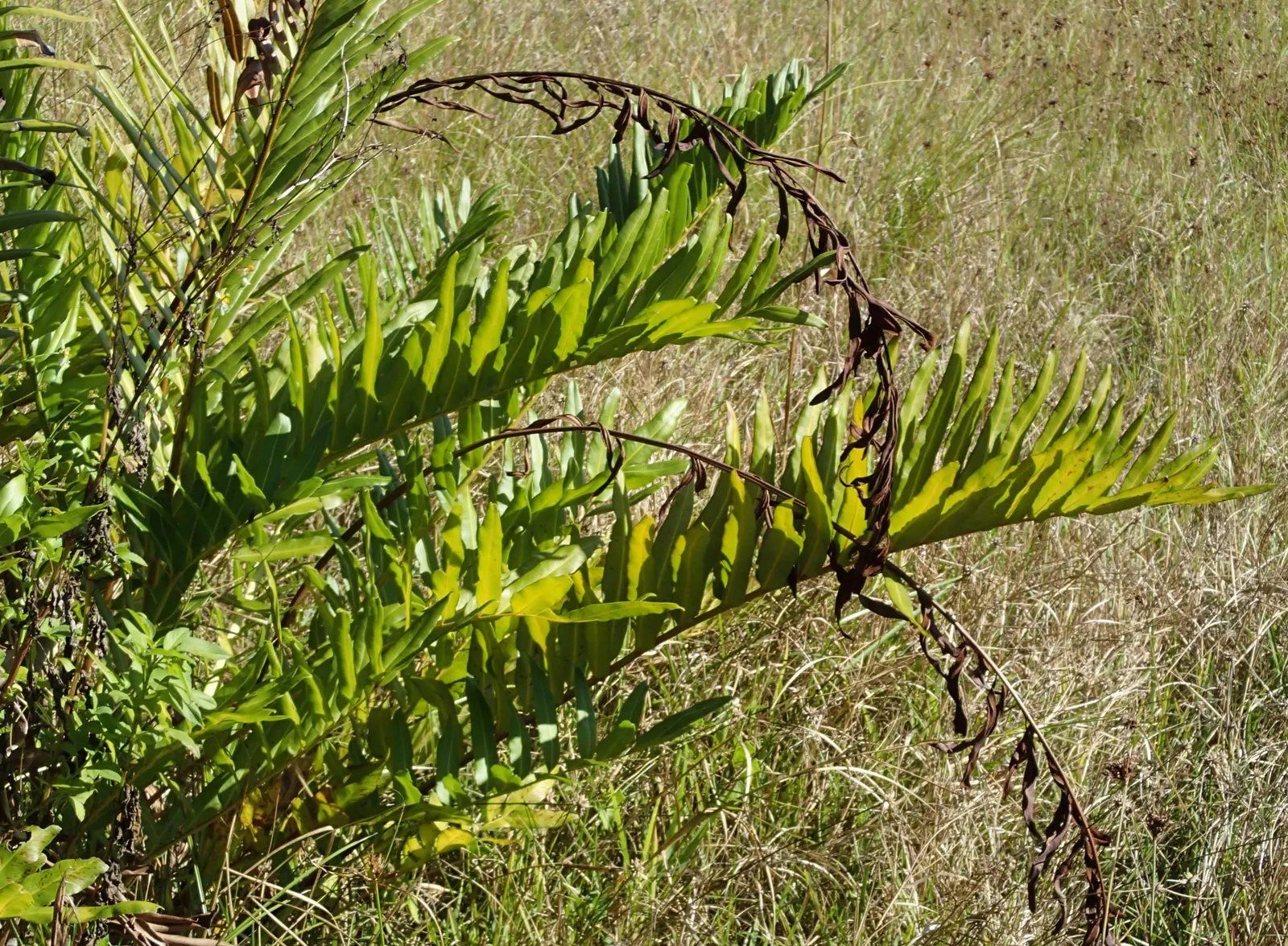 Leather Fern (Rumohra Adiantiformis) — It prefers consistently moist, well-drained soil that is rich in organic matter; although it can tolerate, image 81