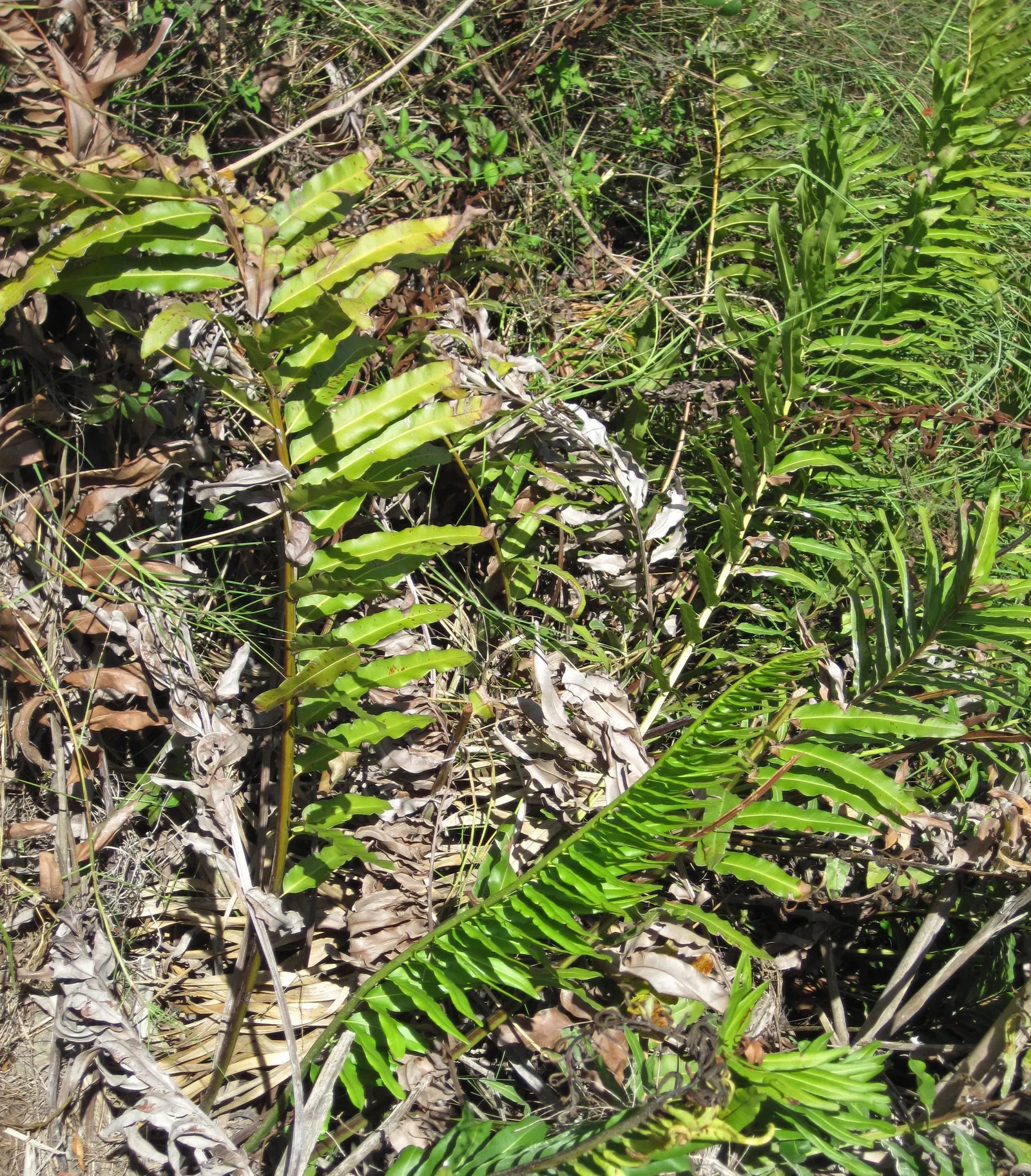 Leather Fern (Rumohra Adiantiformis) — fern for half or shade; consider clustering Leather Ferns in shaded borders or as an understory plant in, image 110