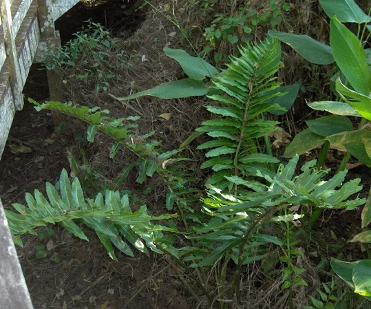 Leather Fern (Rumohra Adiantiformis) — is an appealing evergreen fern revered for its durable