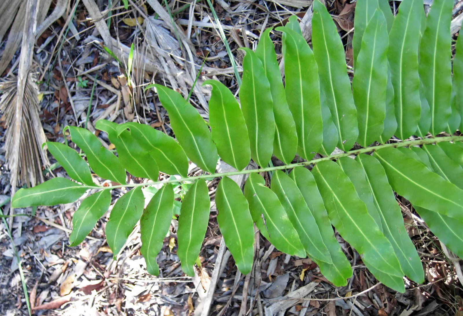 Leather Fern (Rumohra Adiantiformis) — deep green fronds that can reach up to 3 ft in length; its arching fronds are a deep, image 90