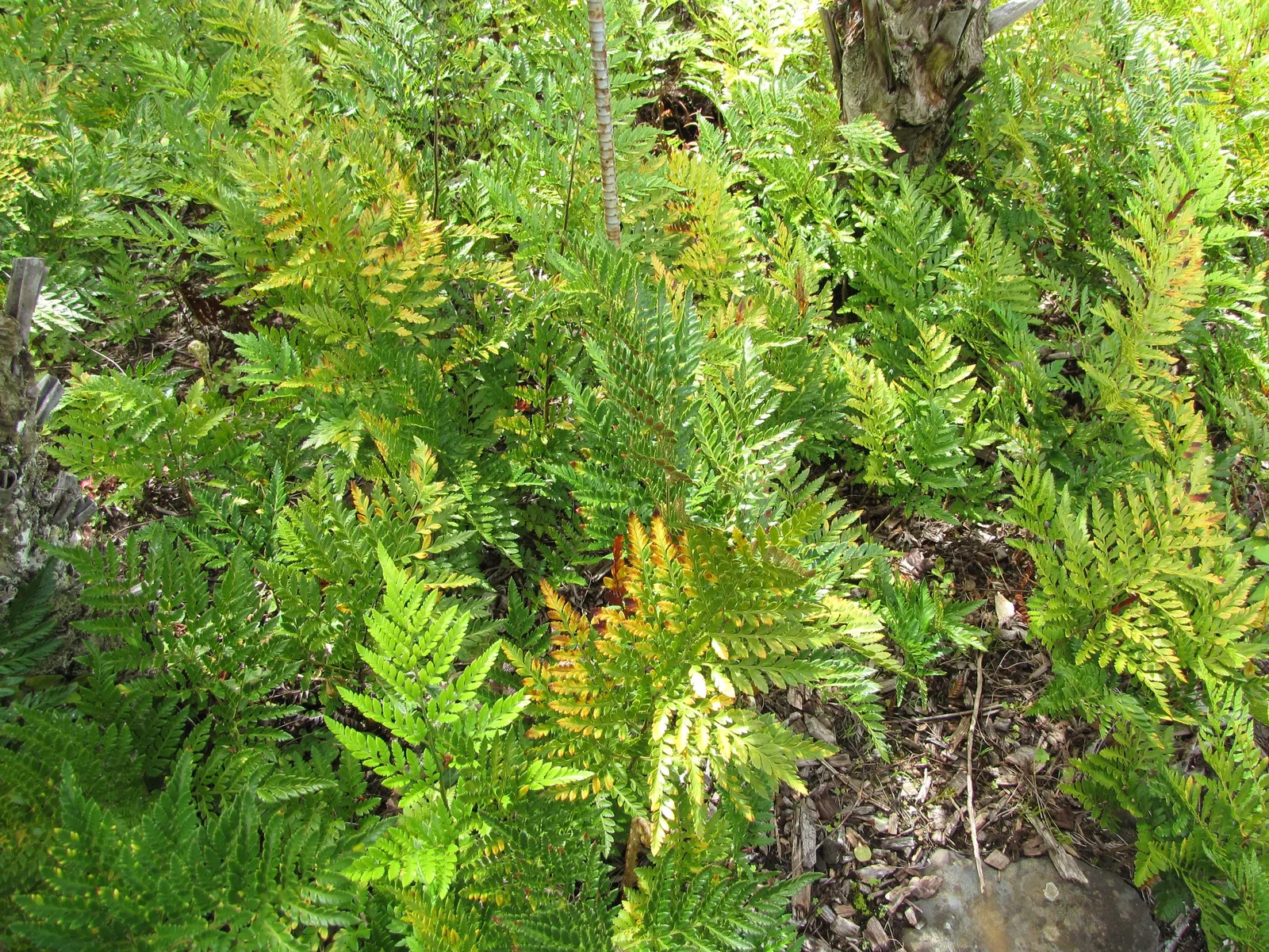 Leather Fern (Rumohra Adiantiformis) — Its arching fronds are a deep; tropical texture to any garden landscape, image 99
