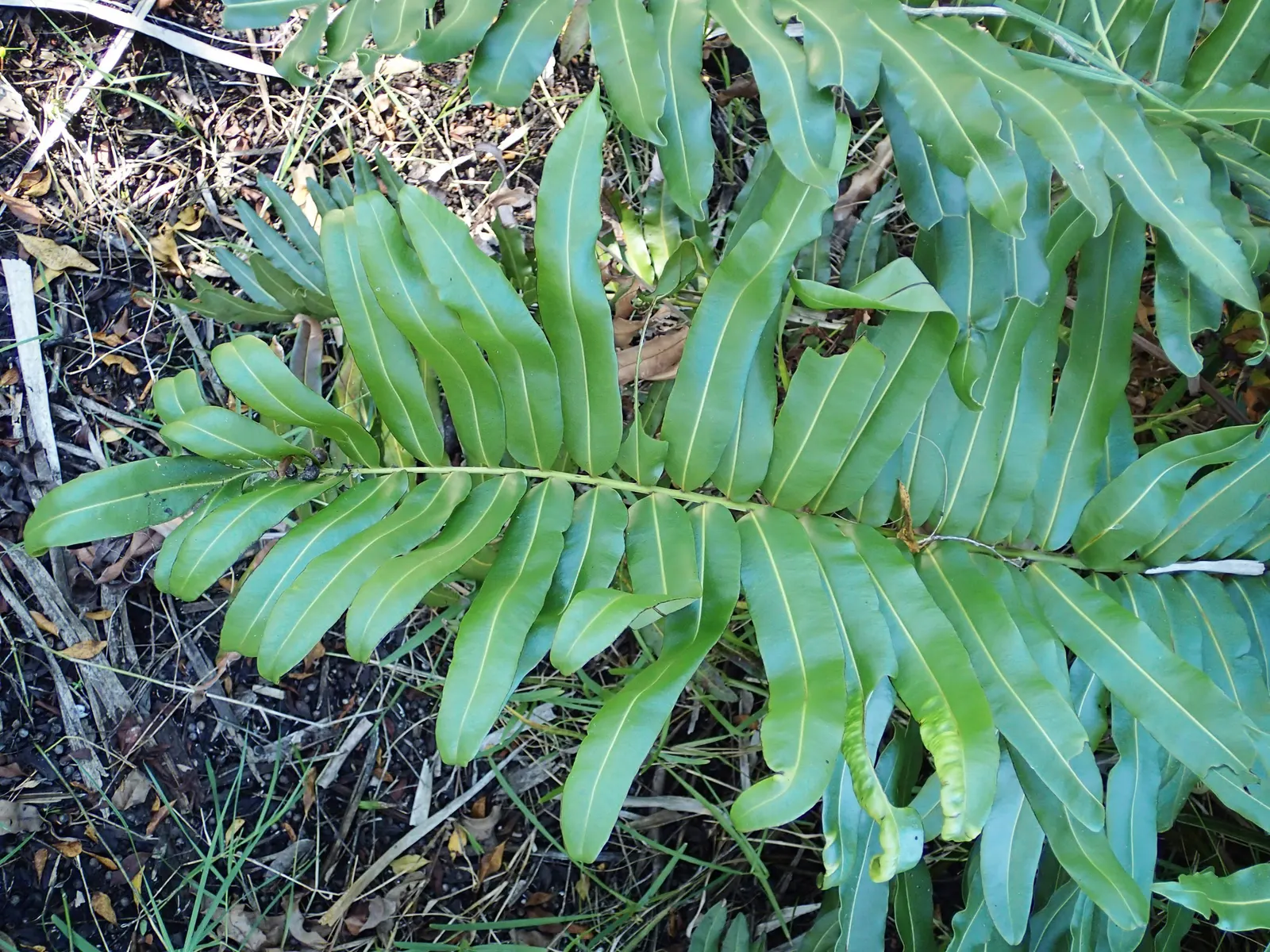Leather Fern (Rumohra Adiantiformis) — Its arching fronds are a deep; tropical texture to any garden landscape