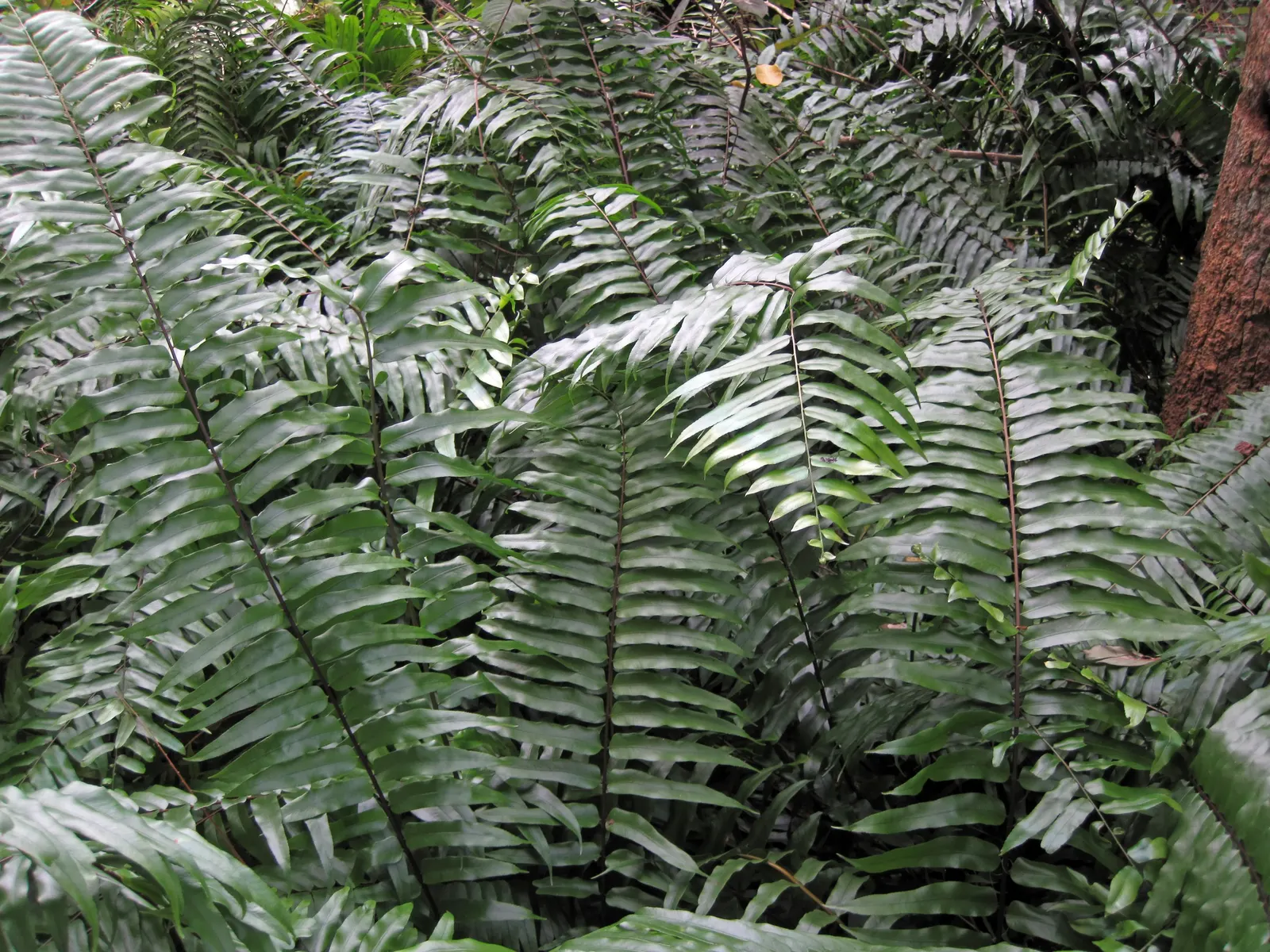 Leather Fern (Rumohra Adiantiformis) — fern for half or shade; consider clustering Leather Ferns in shaded borders or as an understory plant in, image 66