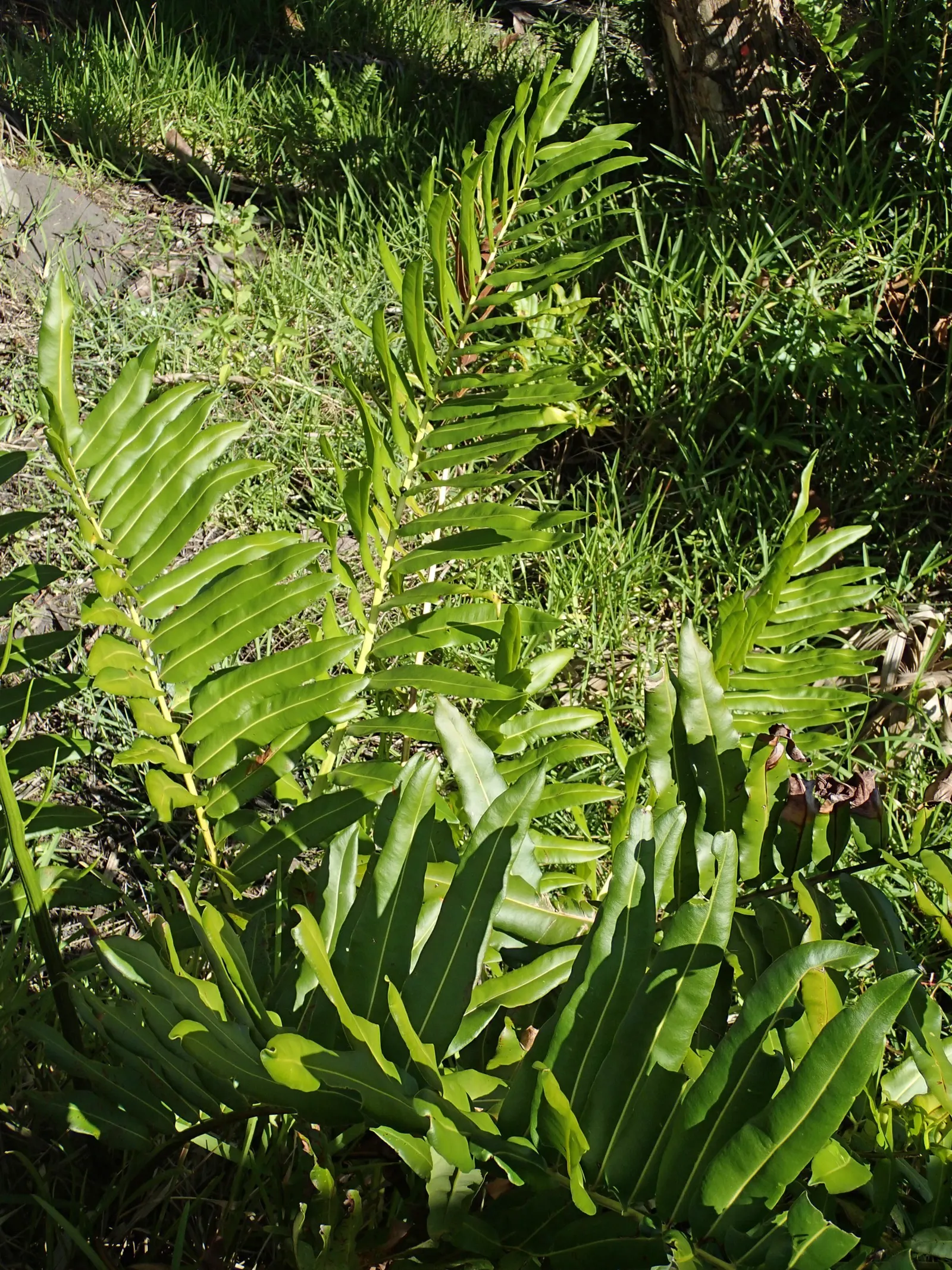 Leather Fern (Rumohra Adiantiformis) — Typically reaching a mature size of 2 to 3 feet tall and spreading up to 2 to 4 feet wide; regular watering, image 97