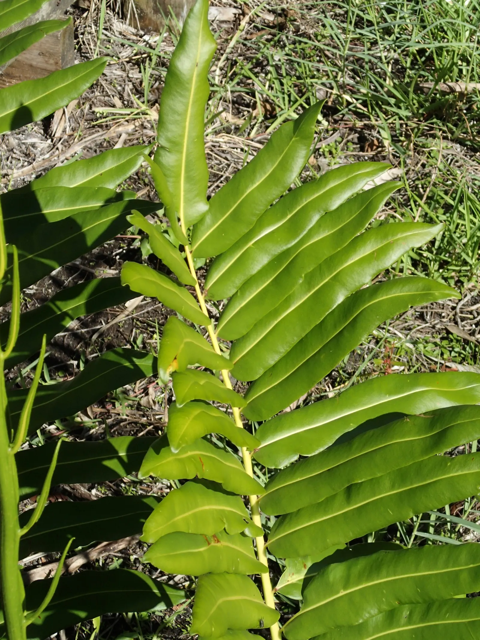 Leather Fern (Rumohra Adiantiformis) — consider clustering Leather Ferns in shaded borders or as an understory plant in woodland gardens