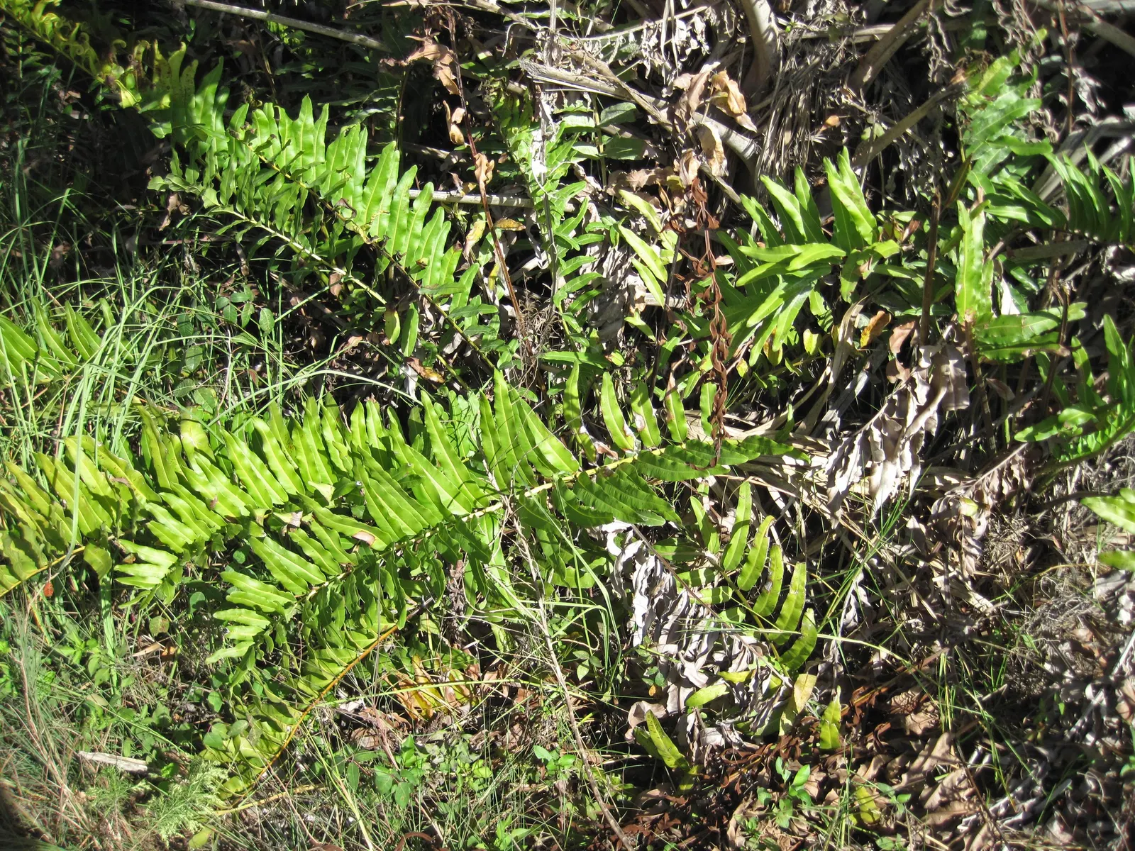 Leather Fern (Rumohra Adiantiformis) — although it can tolerate brief periods of morning sun