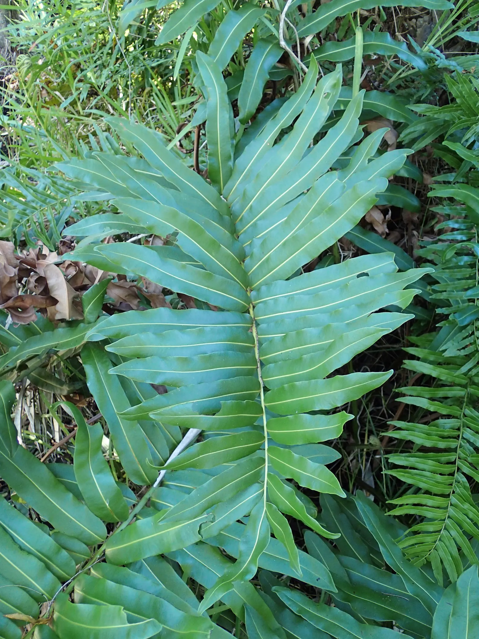 Leather Fern (Rumohra Adiantiformis) — where their evergreen presence provides year-round interest and a lush; regular watering and light, image 86