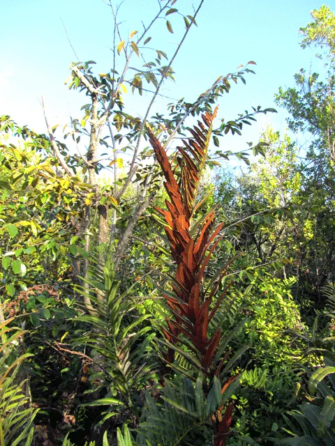 Leather Fern (Rumohra Adiantiformis) — This durable plant thrives in partial to full shade and prefers moist, well-drained soil; when designing, image 47
