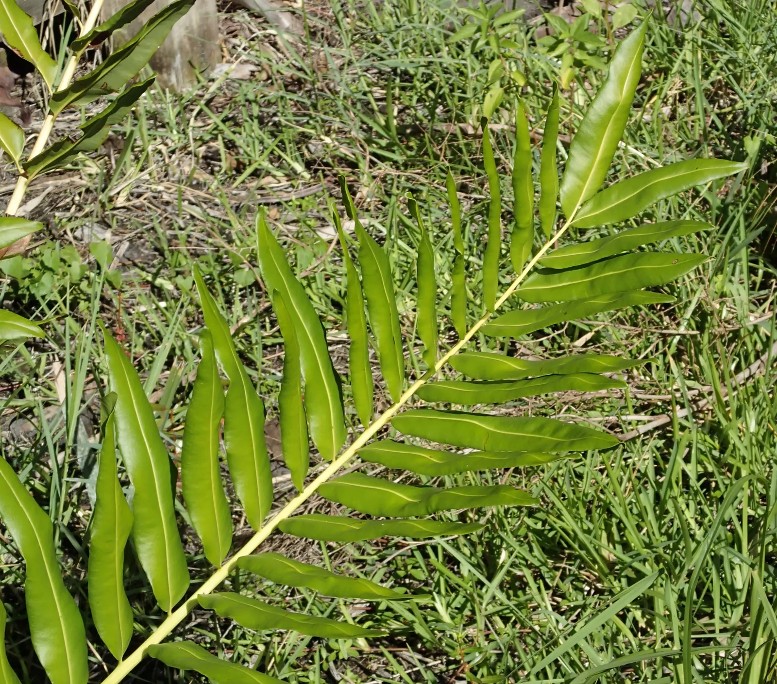 Leather Fern (Rumohra Adiantiformis) — where their evergreen presence provides year-round interest and a lush; regular watering and light, image 108