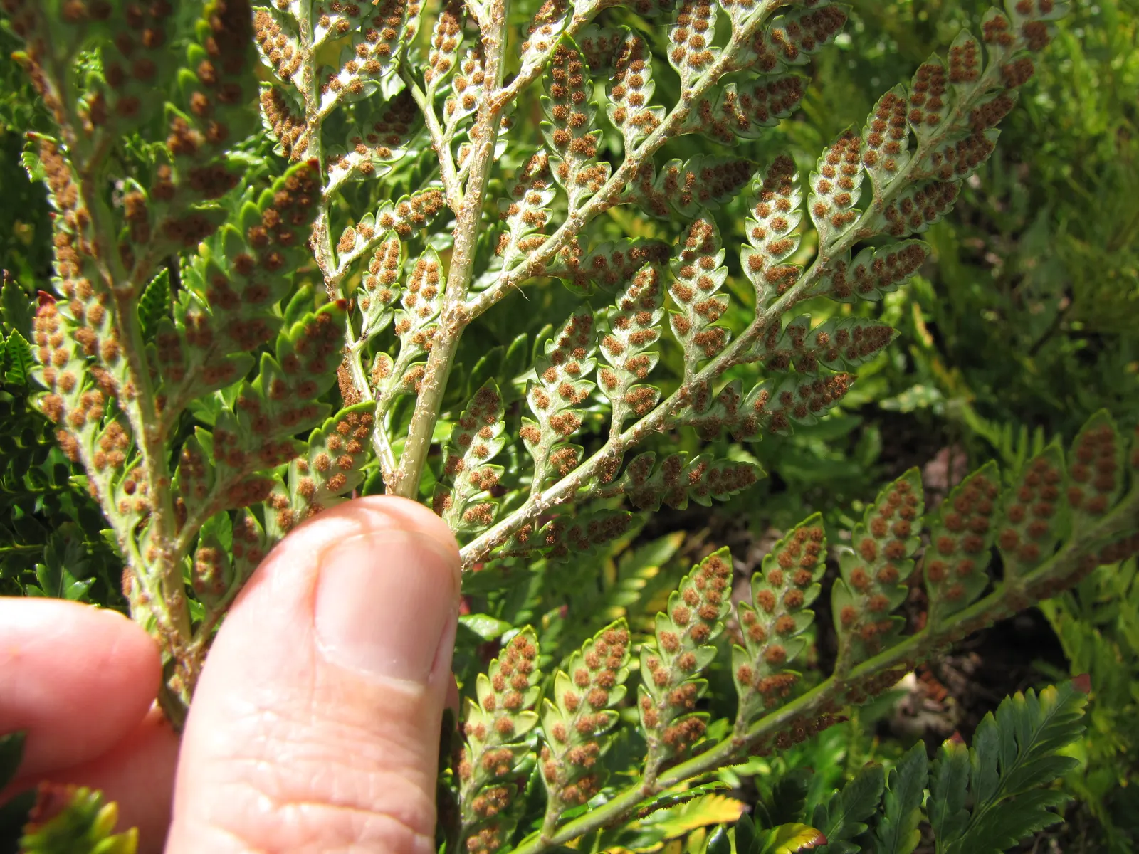 Leather Fern (Rumohra Adiantiformis) — this fern offers a reliable and consistent greenery throughout the year; is an evergreen with glossy, image 76