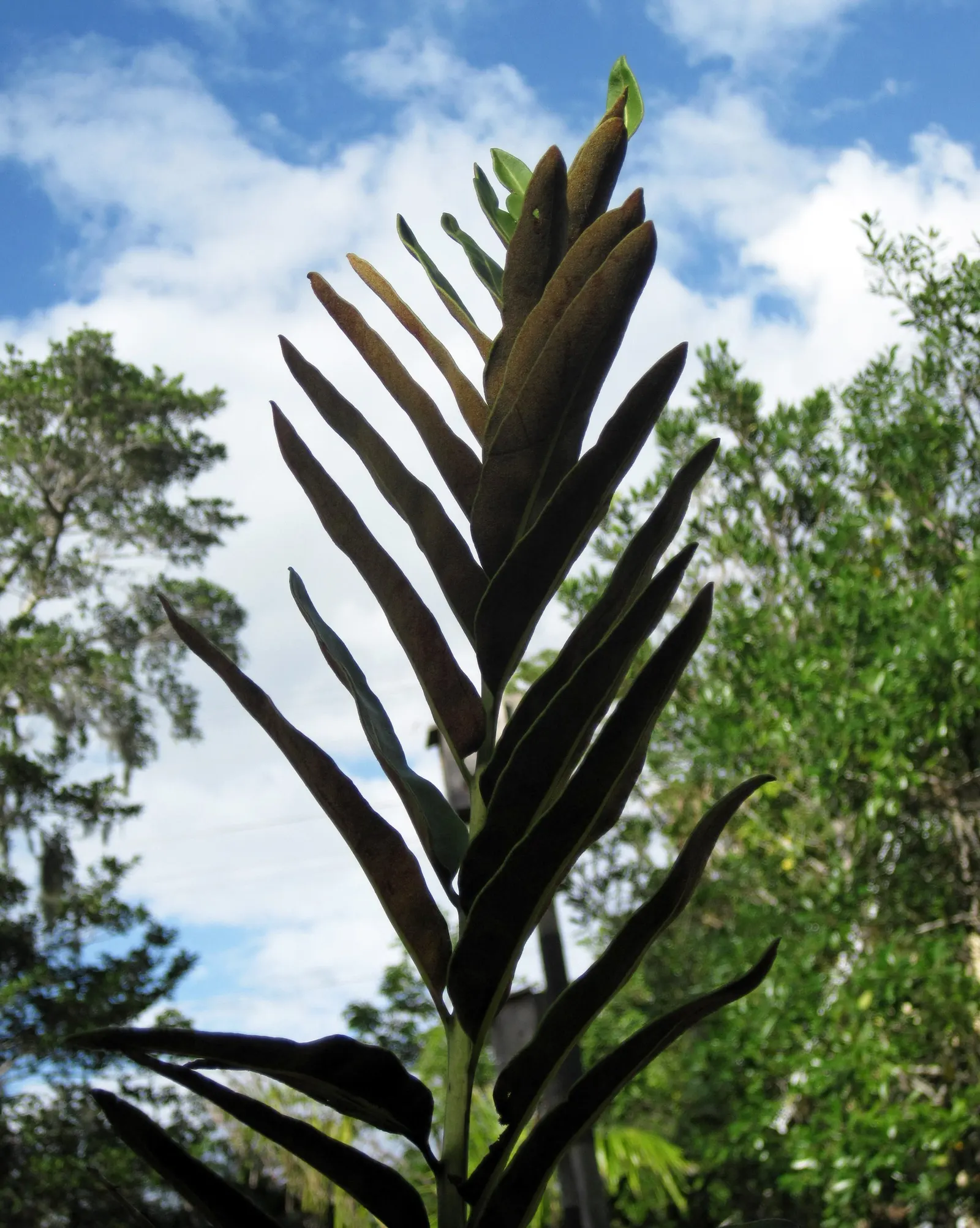 Leather Fern (Rumohra Adiantiformis) — the Leather Fern thrives in partial to full shade; fern for half or shade, image 101