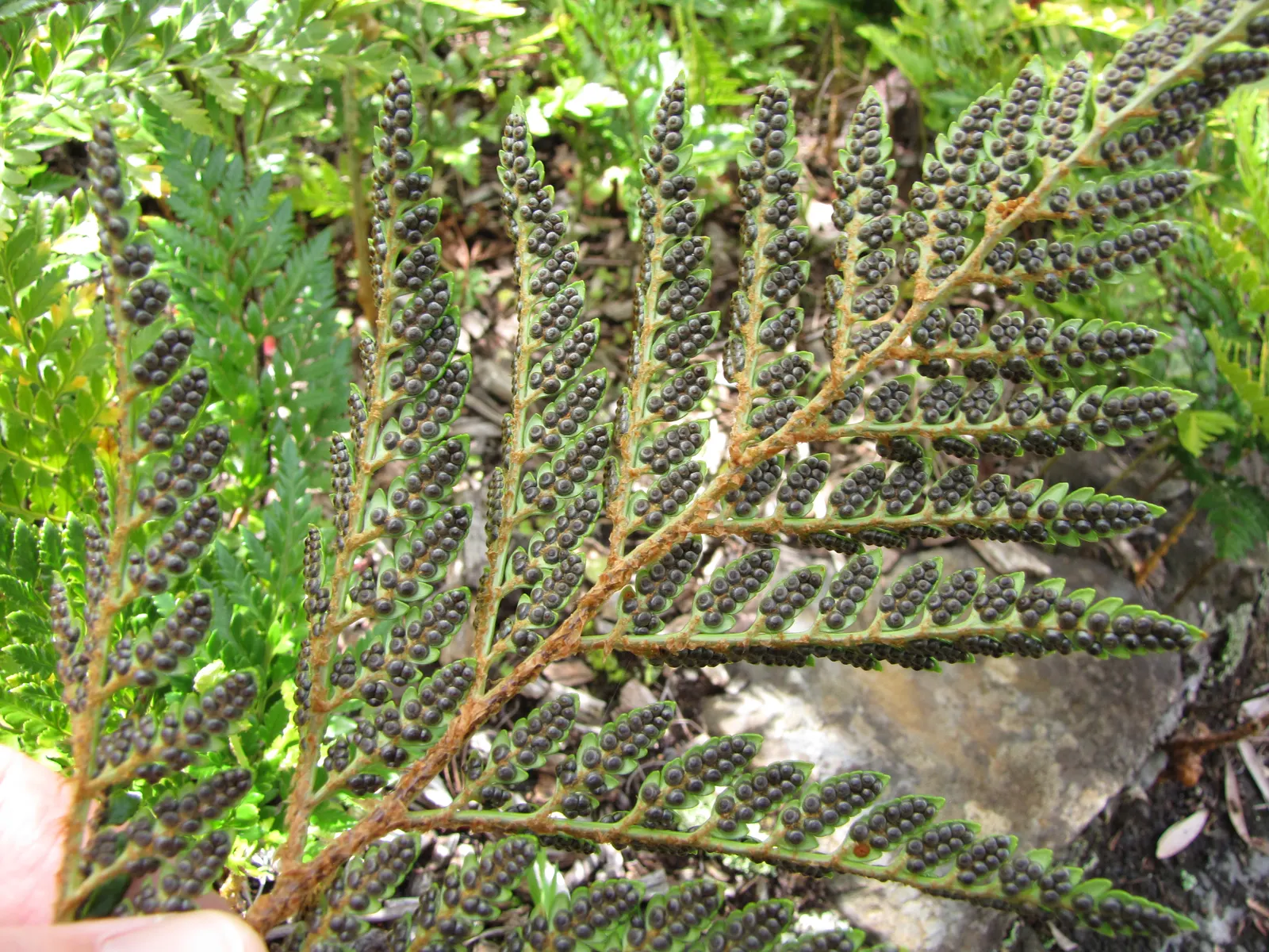 Leather Fern (Rumohra Adiantiformis) — consider clustering Leather Ferns in shaded borders or as an understory plant in woodland gardens; where, image 85