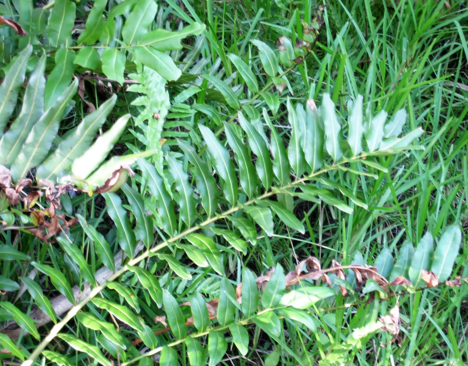 Leather Fern (Rumohra Adiantiformis) — Hardy in zones 9-11, it is excellent for adding texture to shaded gardens and as a reliable ground cover; this durable