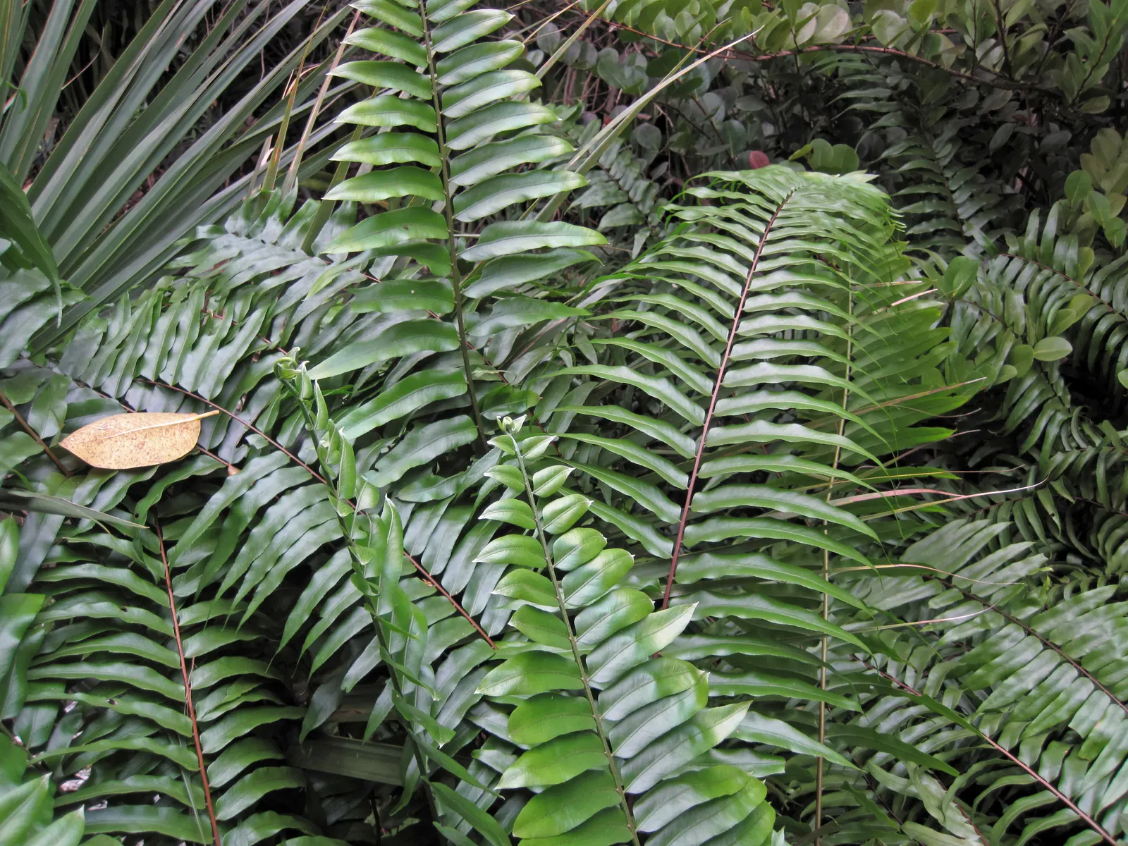 Leather Fern (Rumohra Adiantiformis) — shiny green with triangular leaflets; it prefers consistently moist, well-drained soil that is rich in, image 78