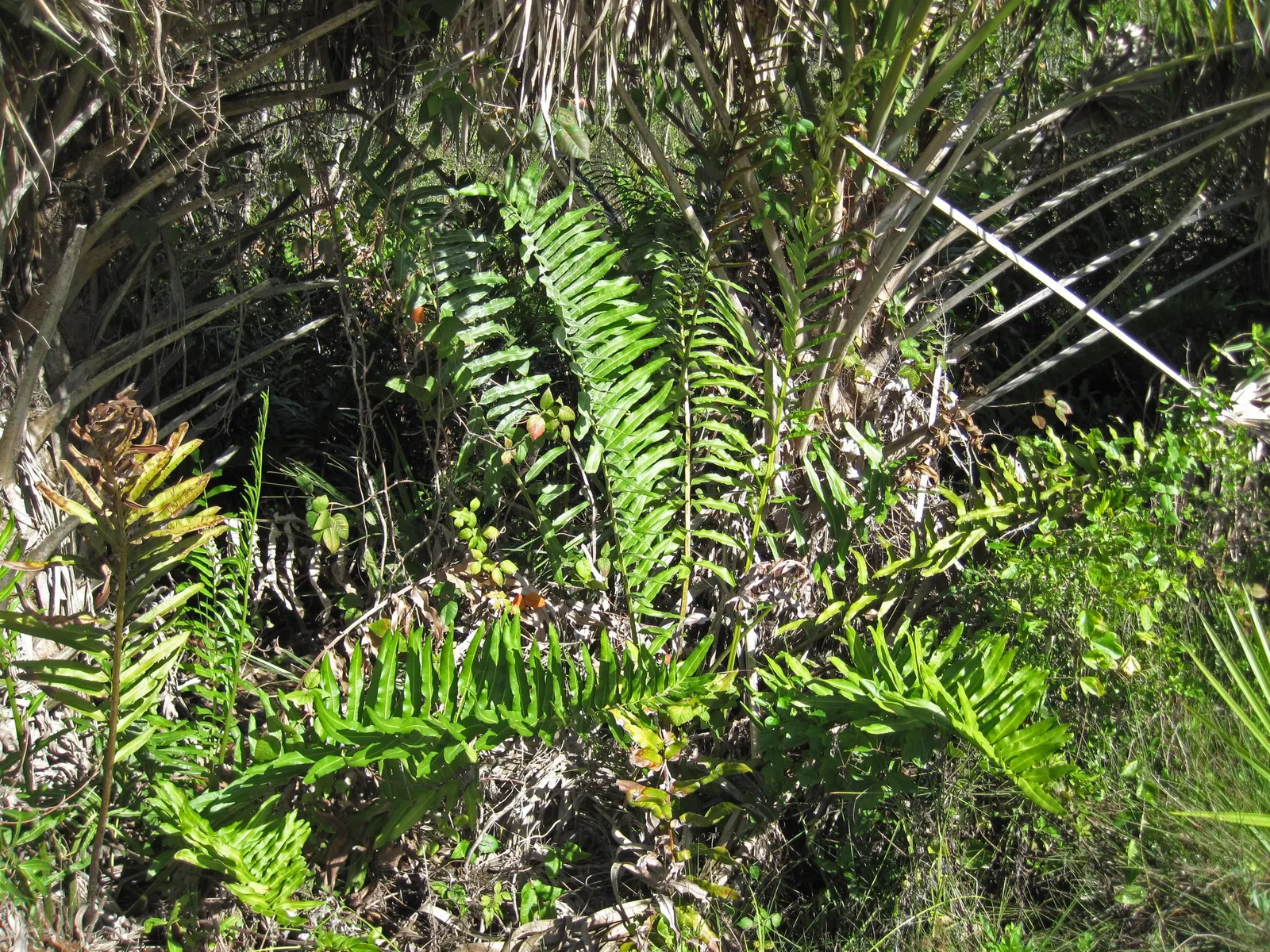 Leather Fern (Rumohra Adiantiformis) — although it can tolerate brief periods of morning sun; is an appealing evergreen fern revered for its durable, image 102