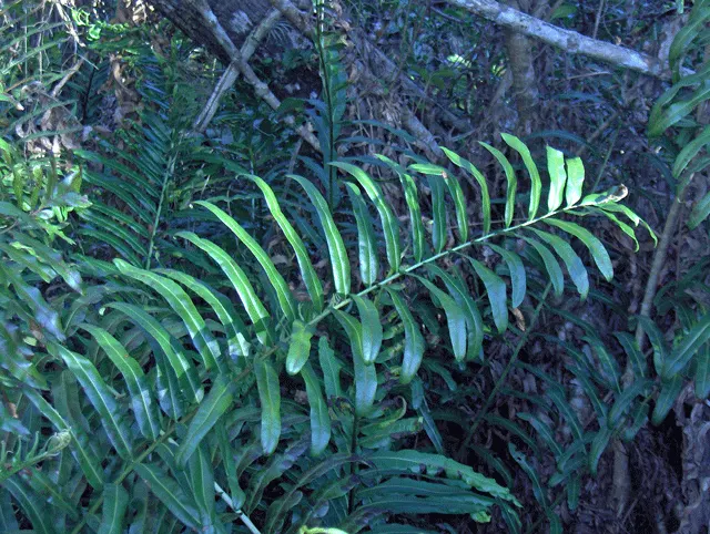 Leather Fern (Rumohra Adiantiformis) — This durable plant thrives in partial to full shade and prefers moist, well-drained soil; when designing, image 113