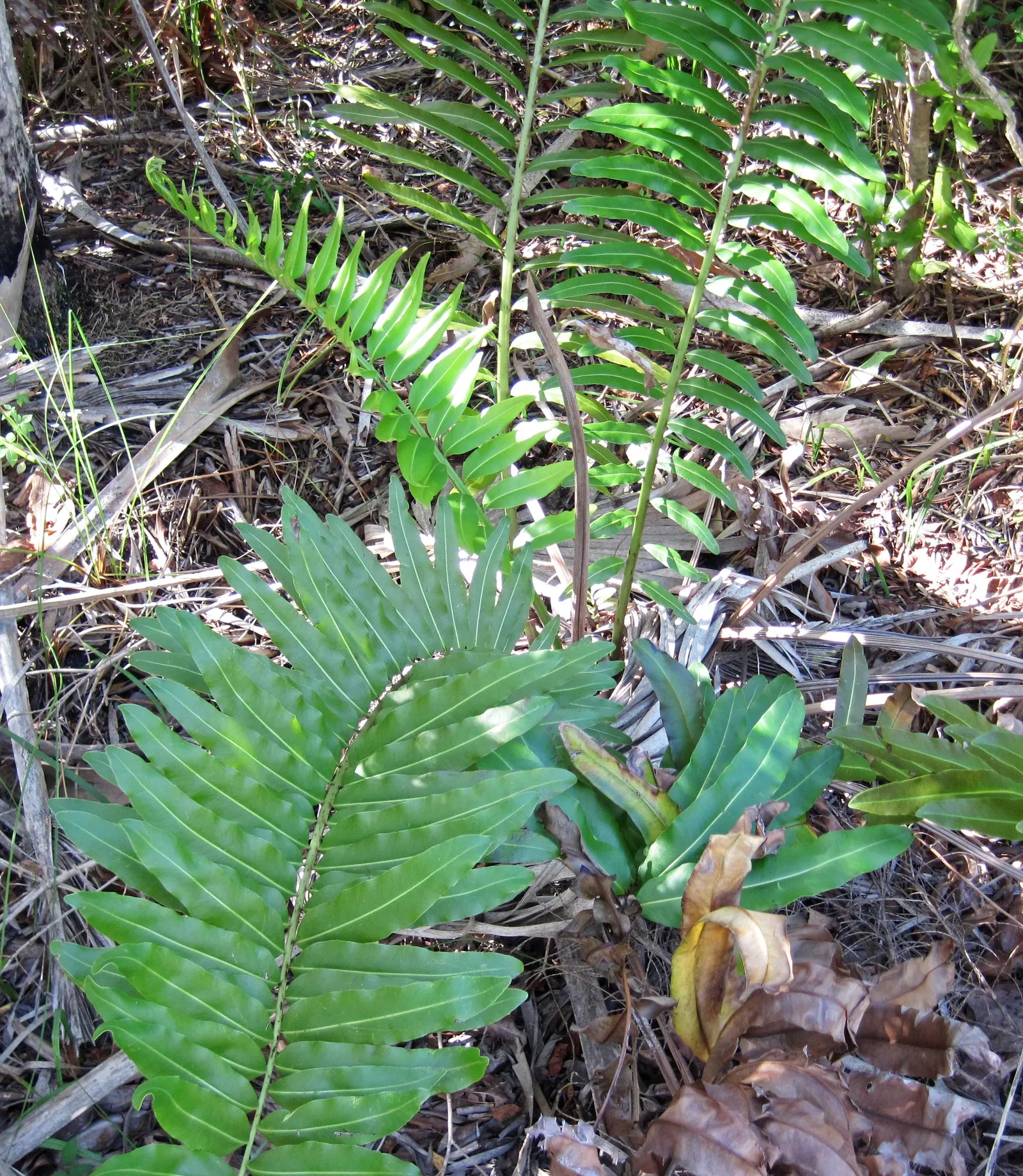 Leather Fern (Rumohra Adiantiformis) — Typically reaching a mature size of 2 to 3 feet tall and spreading up to 2 to 4 feet wide; regular watering, image 53