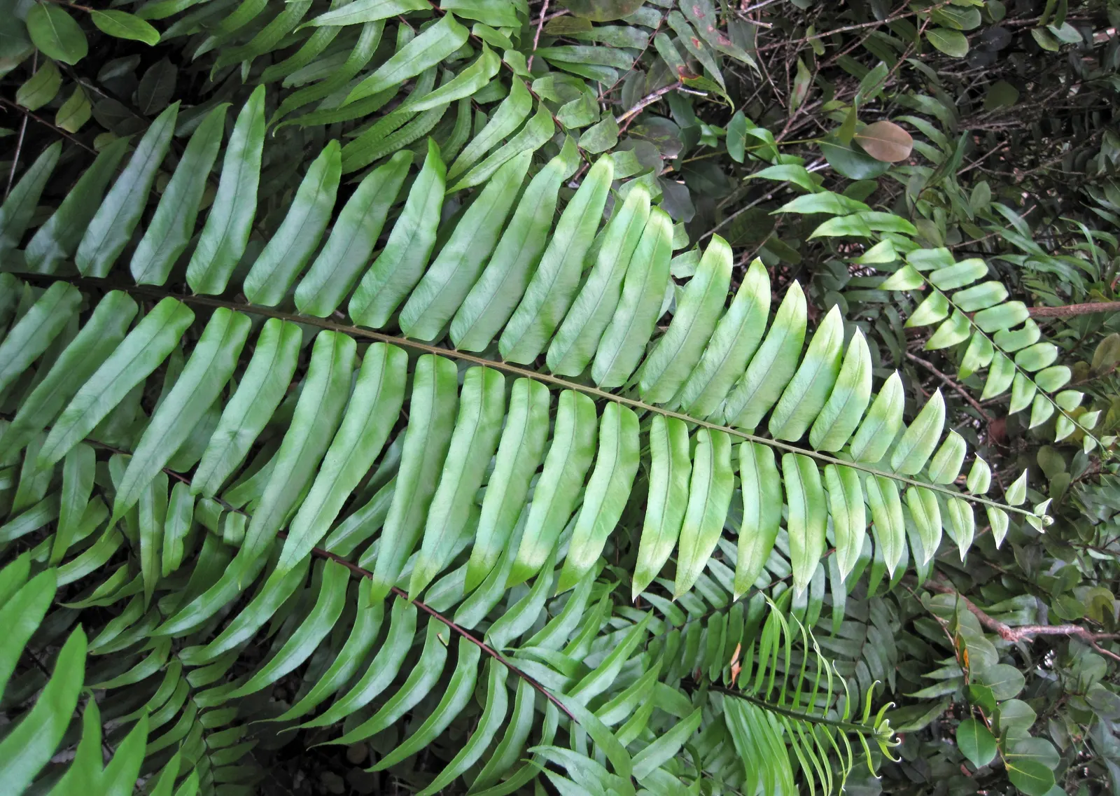 Leather Fern (Rumohra Adiantiformis) — consider clustering Leather Ferns in shaded borders or as an understory plant in woodland gardens; where, image 63