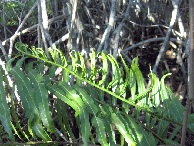Leather Fern (Rumohra Adiantiformis) — This durable plant thrives in partial to full shade and prefers moist, well-drained soil
