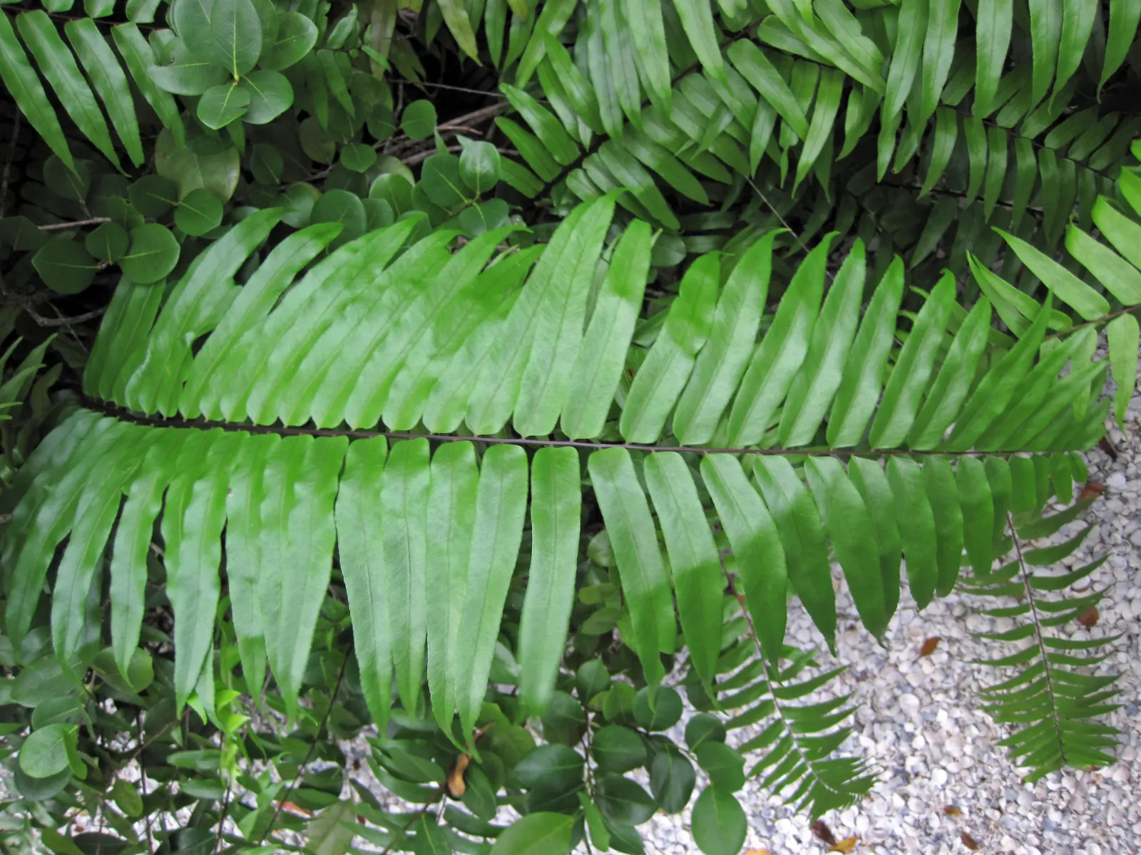 Leather Fern (Rumohra Adiantiformis) — Regular watering and light fertilizing support its lush appearance