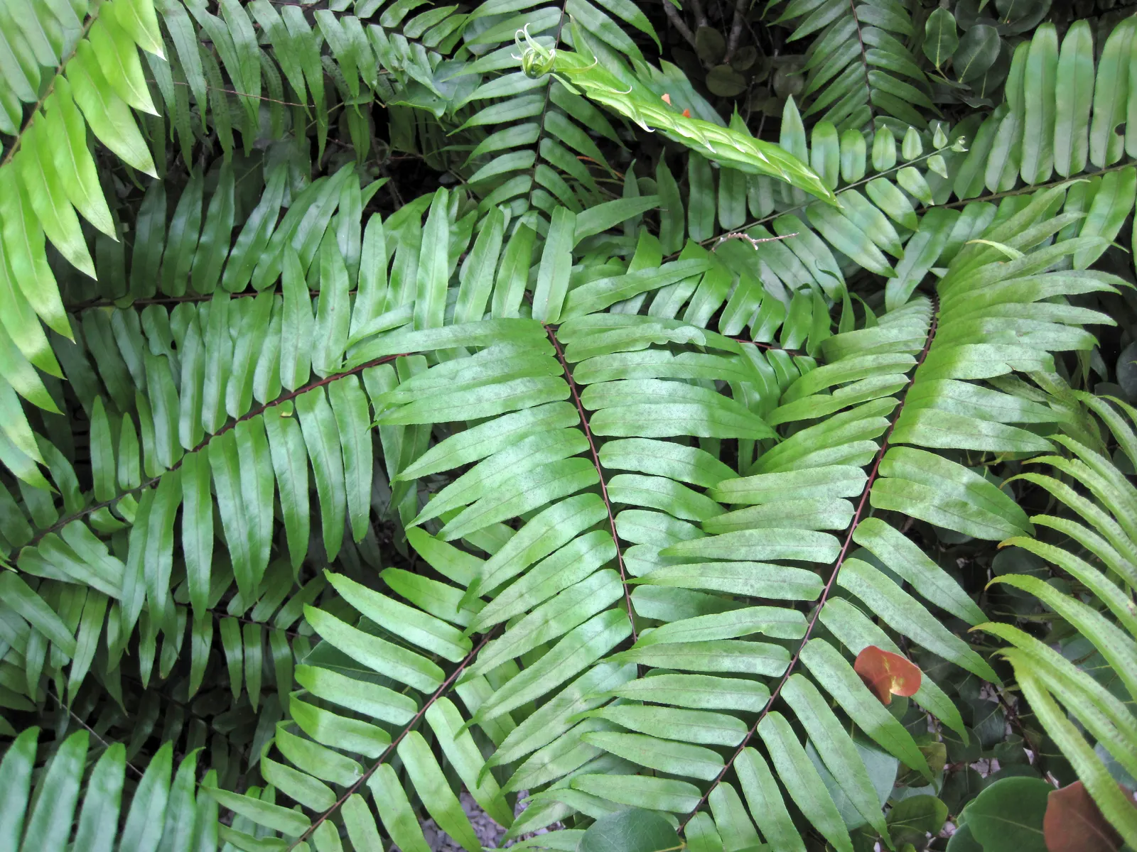Leather Fern (Rumohra Adiantiformis) — deep green fronds that can reach up to 3 ft in length; its arching fronds are a deep, image 46
