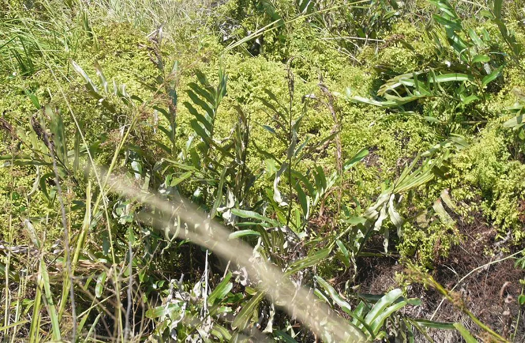 Leather Fern (Rumohra Adiantiformis) — It is also widely used in floral arrangements due to the long-lasting nature of its fronds when cut, image 83