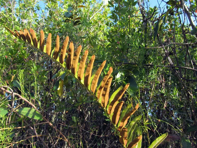 Leather Fern (Rumohra Adiantiformis) — shiny green with triangular leaflets; it prefers consistently moist, well-drained soil that is rich in, image 56