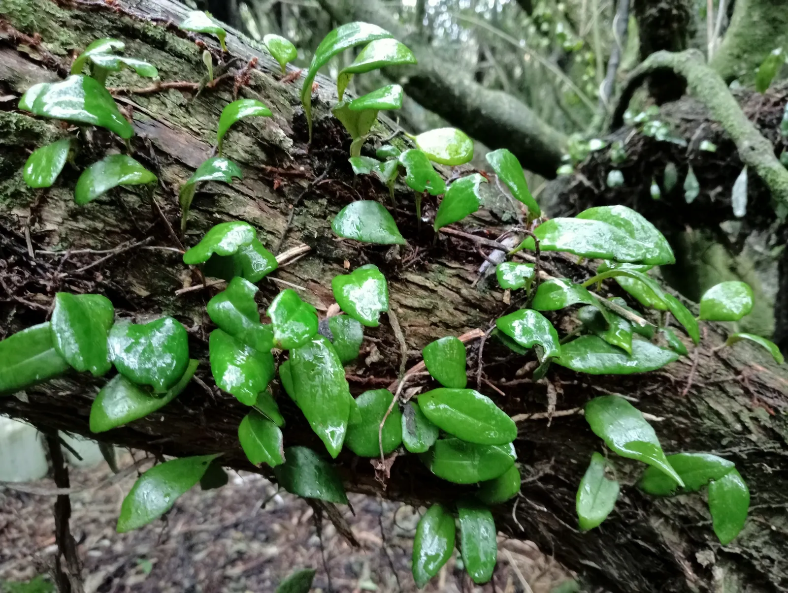 Leather Fern (Rumohra Adiantiformis) — consider clustering Leather Ferns in shaded borders or as an understory plant in woodland gardens; where their evergreen