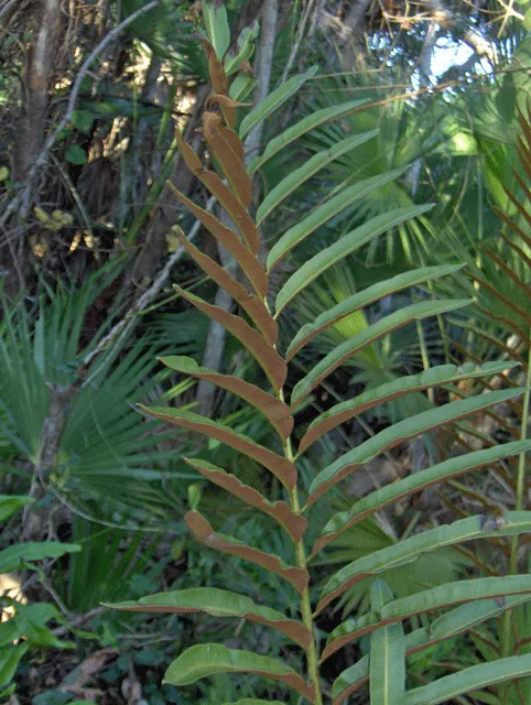 Leather Fern (Rumohra Adiantiformis) — This durable plant thrives in partial to full shade and prefers moist, well-drained soil; when designing your landscape