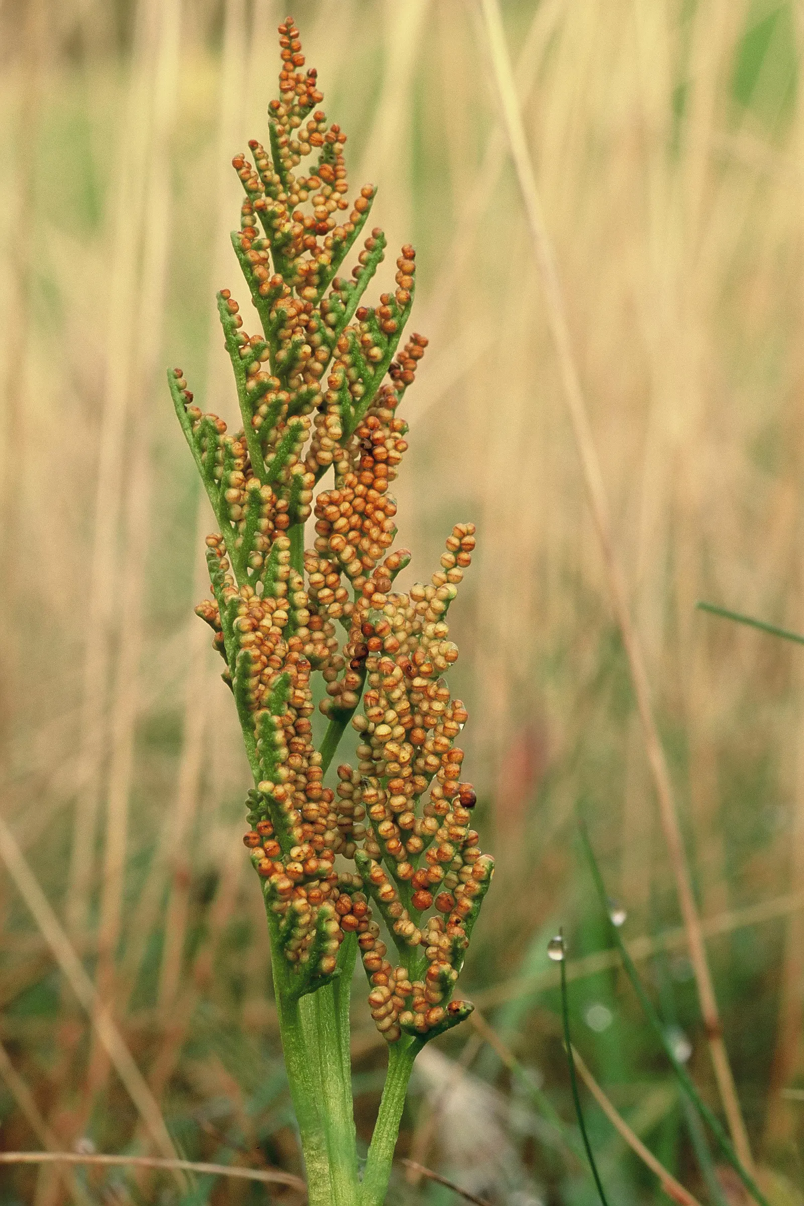 Leather Fern (Rumohra Adiantiformis) — When designing your landscape; the Leather Fern thrives in partial to full shade, image 62