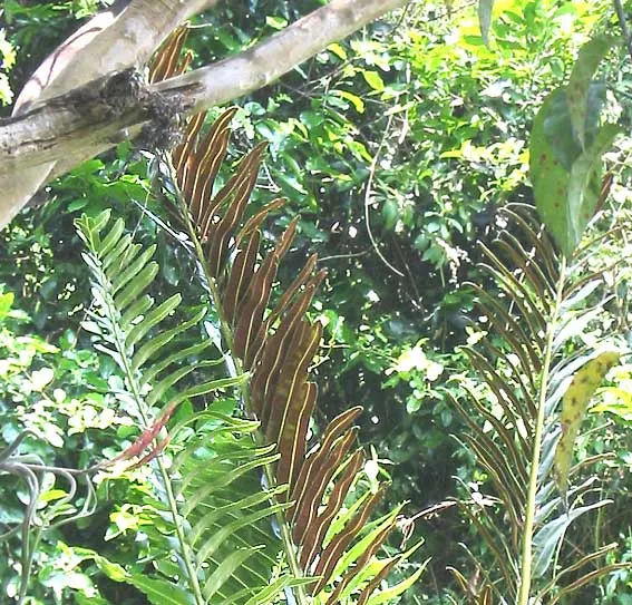 Leather Fern (Rumohra Adiantiformis) — textured backdrop for seasonal flowers; shiny green with triangular leaflets, image 65
