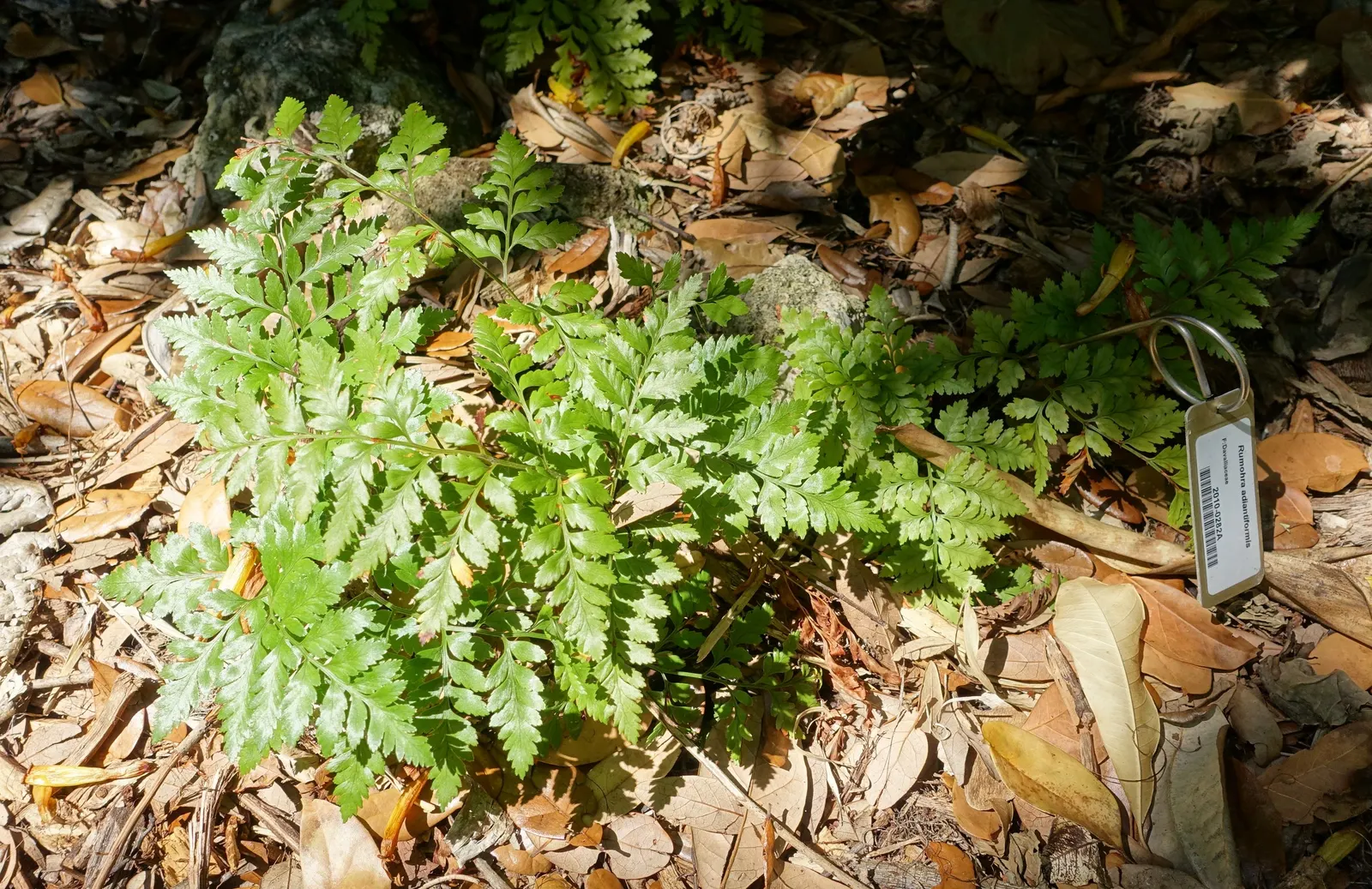 Leather Fern (Rumohra Adiantiformis) — textured backdrop for seasonal flowers; shiny green with triangular leaflets