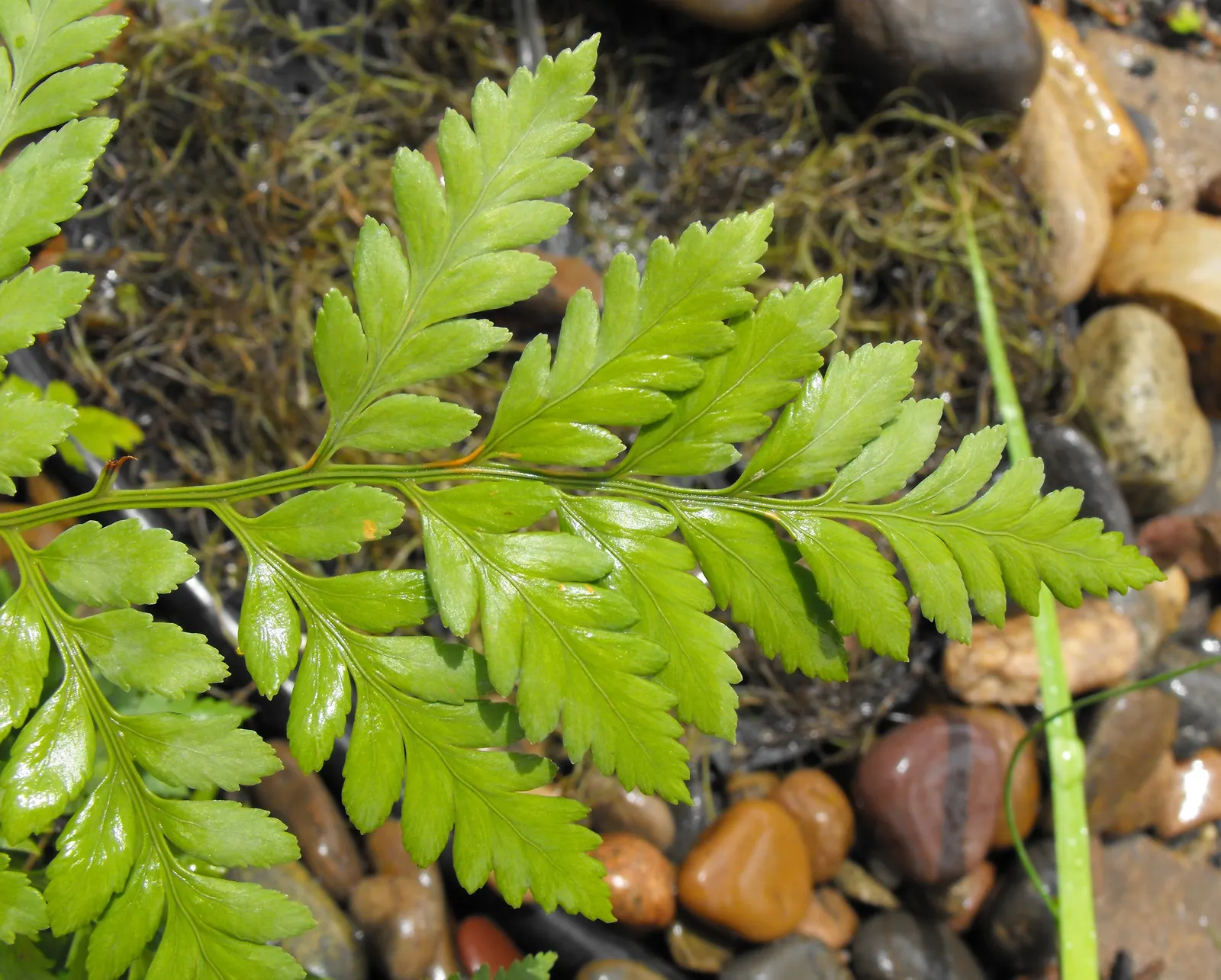 Leather Fern (Rumohra Adiantiformis) — scientifically known as Rumohra adiantiformis; it is also widely used in floral arrangements due to the, image 72