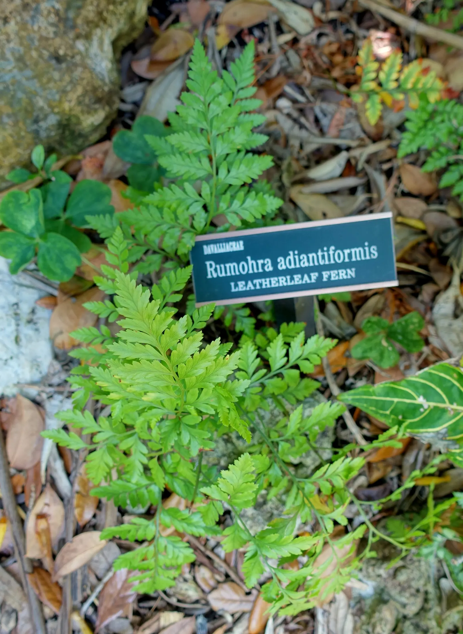 Leather Fern (Rumohra Adiantiformis) — scientifically known as Rumohra adiantiformis