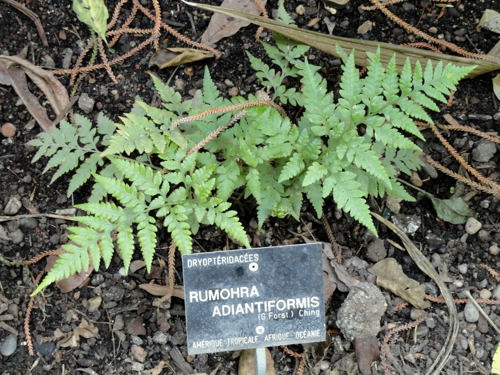 Leather Fern (Rumohra Adiantiformis) — scientifically known as Rumohra adiantiformis; it is also widely used in floral arrangements due to the, image 50