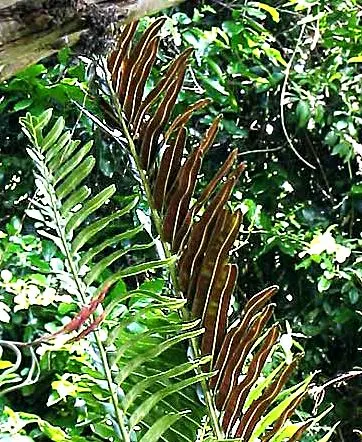 Leather Fern (Rumohra Adiantiformis) — Its arching fronds are a deep; tropical texture to any garden landscape, image 55