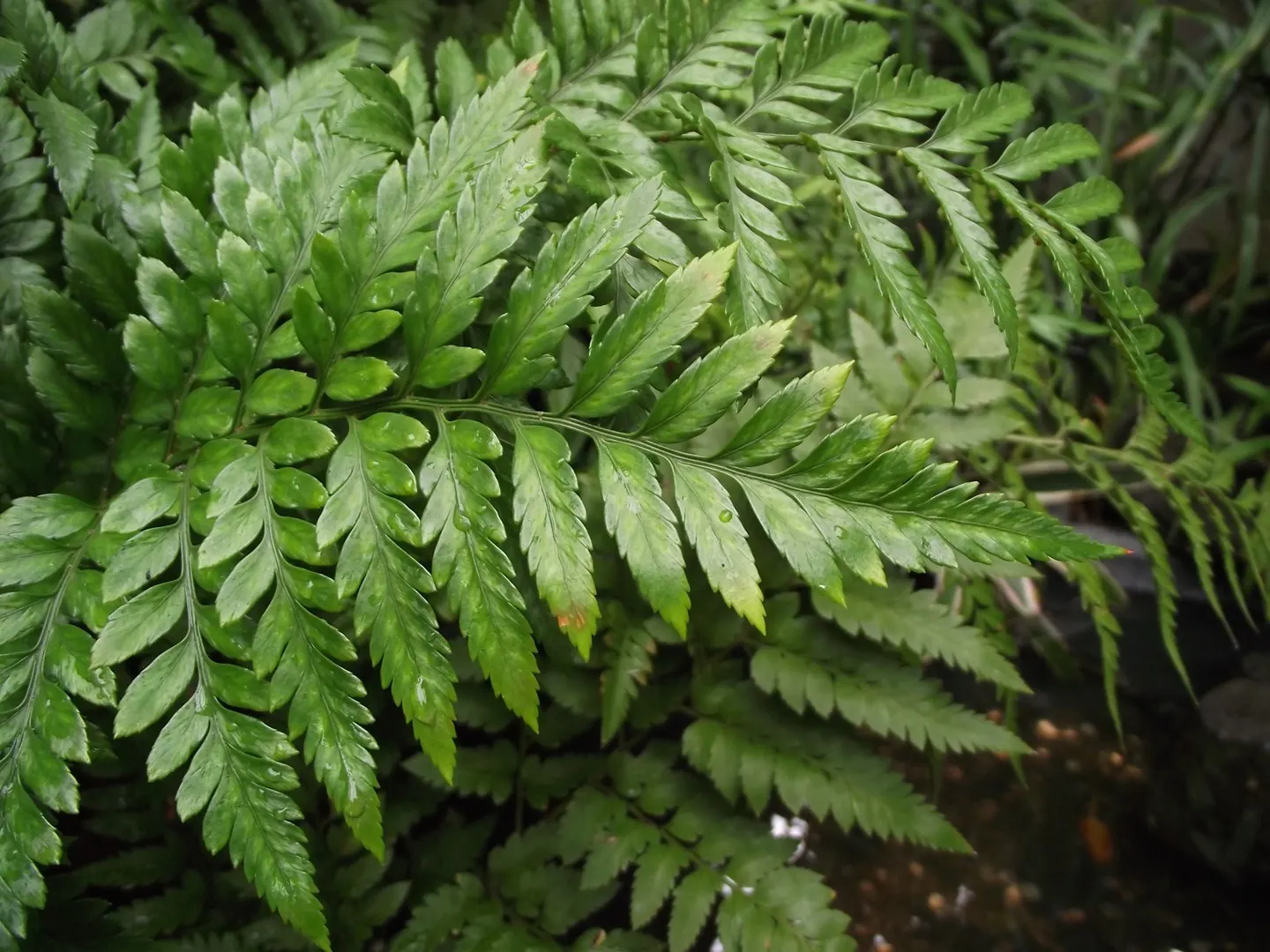 Leather Fern (Rumohra Adiantiformis) — Typically reaching a mature size of 2 to 3 feet tall and spreading up to 2 to 4 feet wide; regular watering, image 75