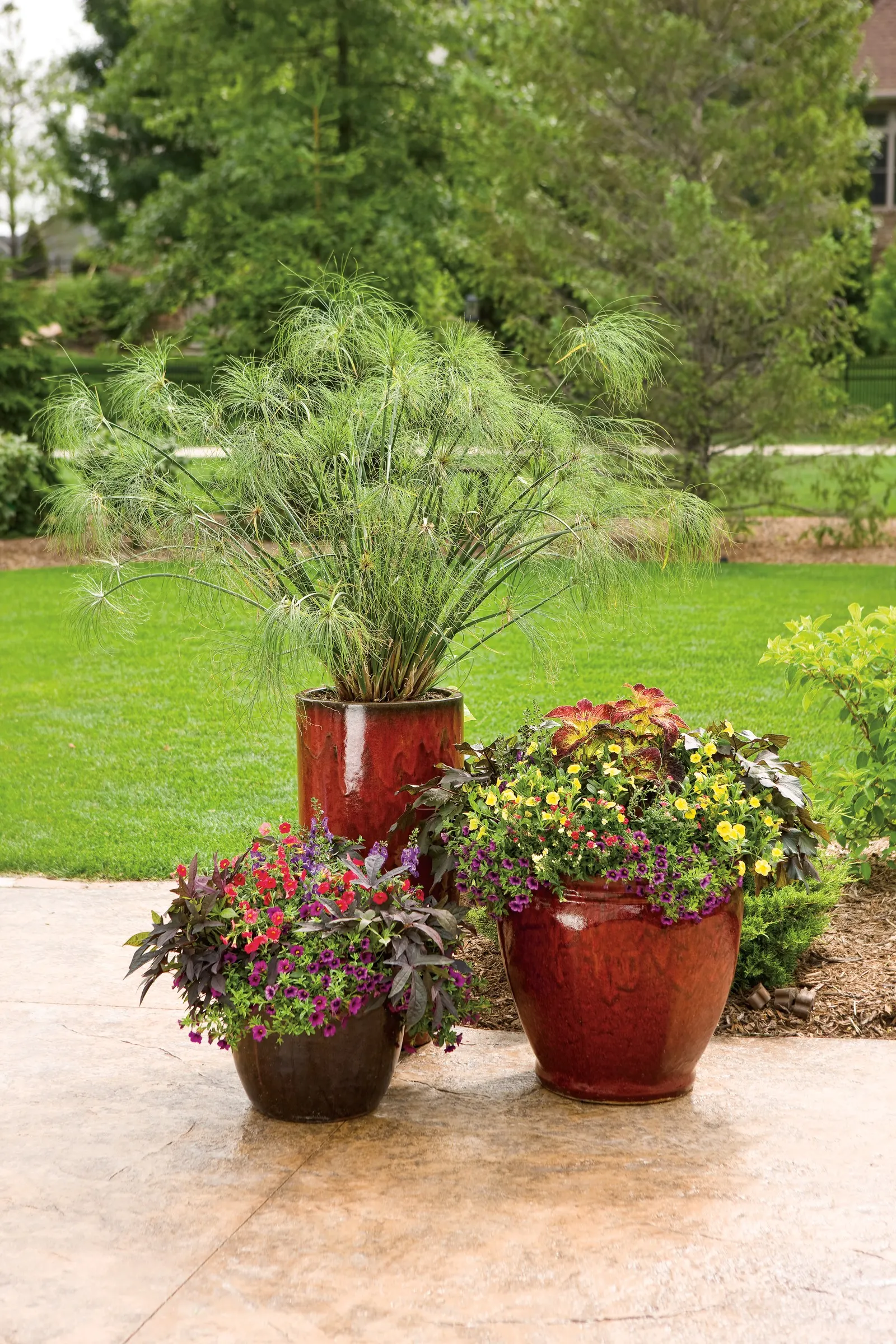 Raven™ II Ornamental Sweet Potato Vine (Ipomoea batatas) — where its near-black foliage can spill over edges and anchor brighter combinations