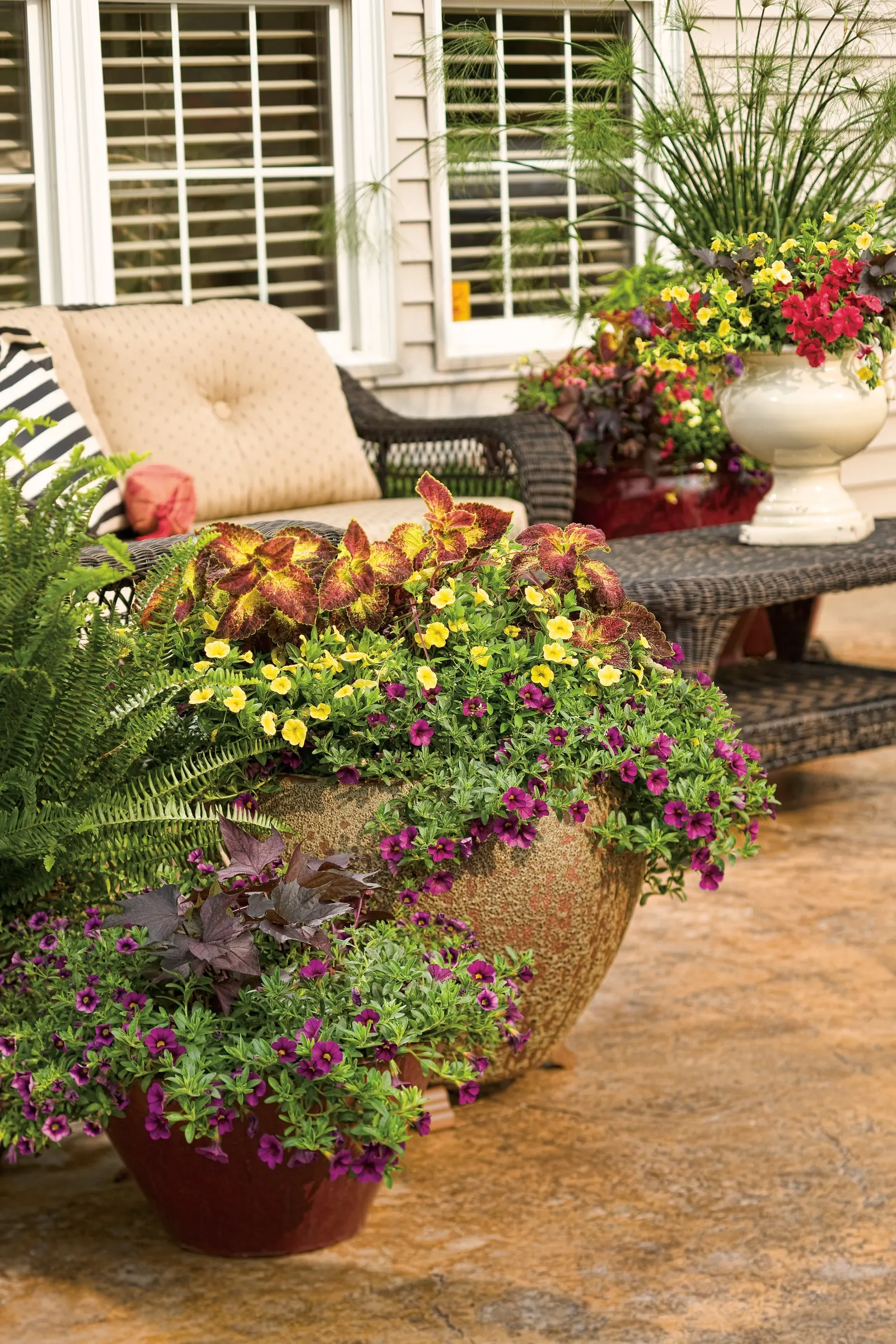 Grape Punch™ II Calibrachoa — It can also be effective in raised beds or along sunny border edges, provided the soil drains sharply