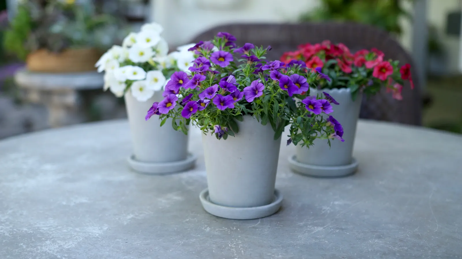 Grape Punch™ II Calibrachoa — is a richly colored annual from Proven Winners® that brings saturated; or other jewel-toned annuals