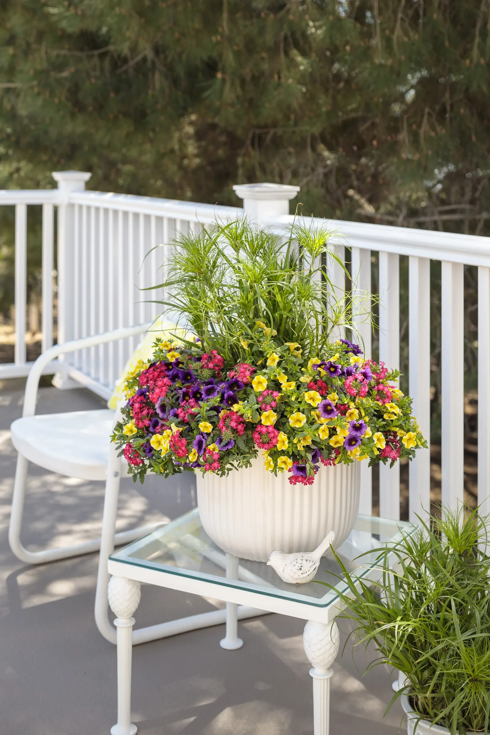 Grape Punch™ II Calibrachoa — making it compact enough for mixed containers yet full enough to soften edges with cascading color