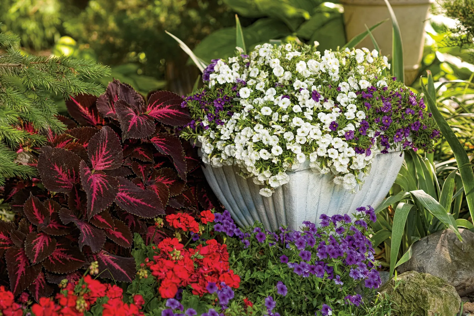 Grape Punch™ II Calibrachoa — Set against fresh green foliage