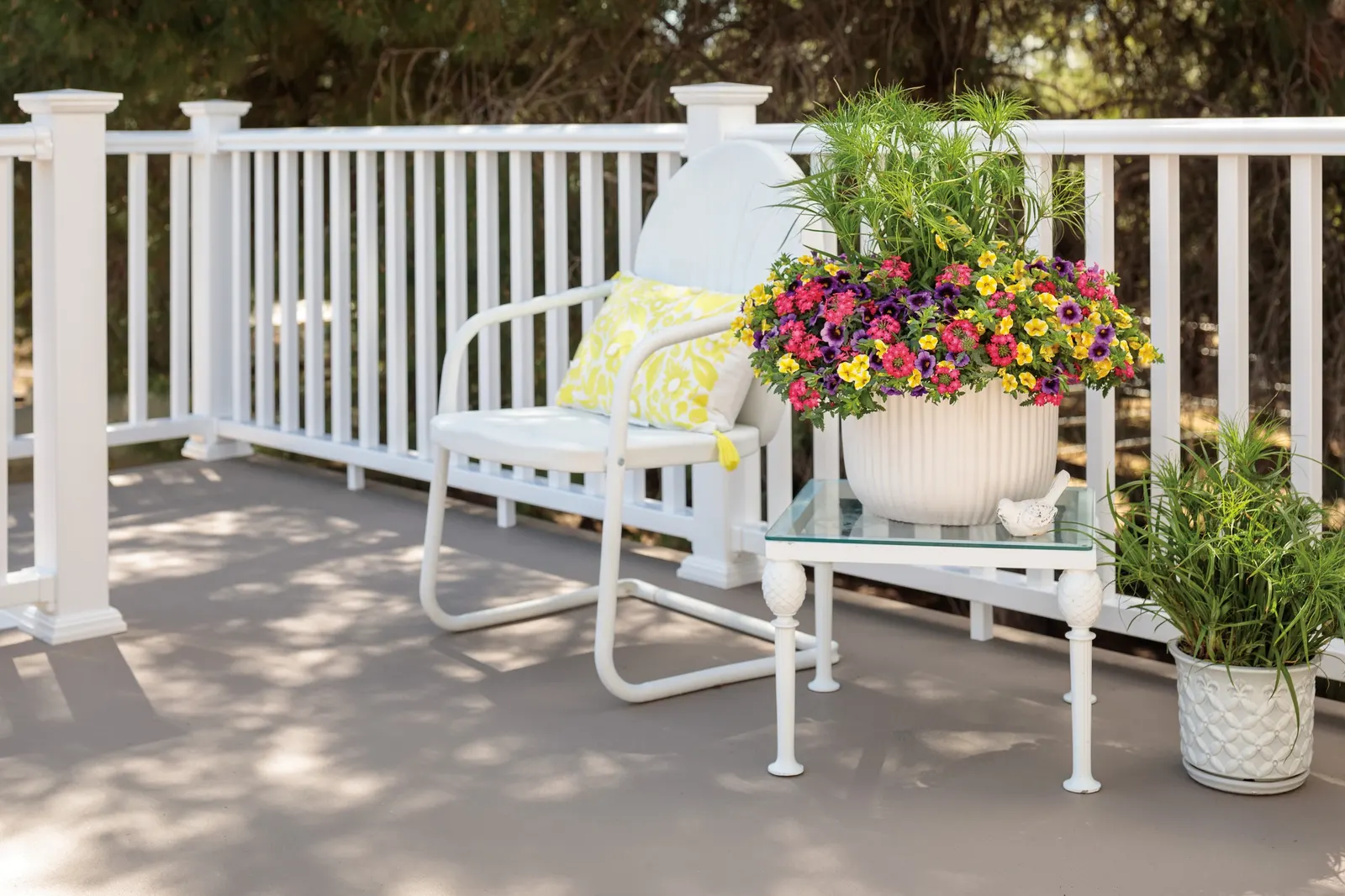 Grape Punch™ II Calibrachoa — Regular feeding helps sustain its vivid flowering