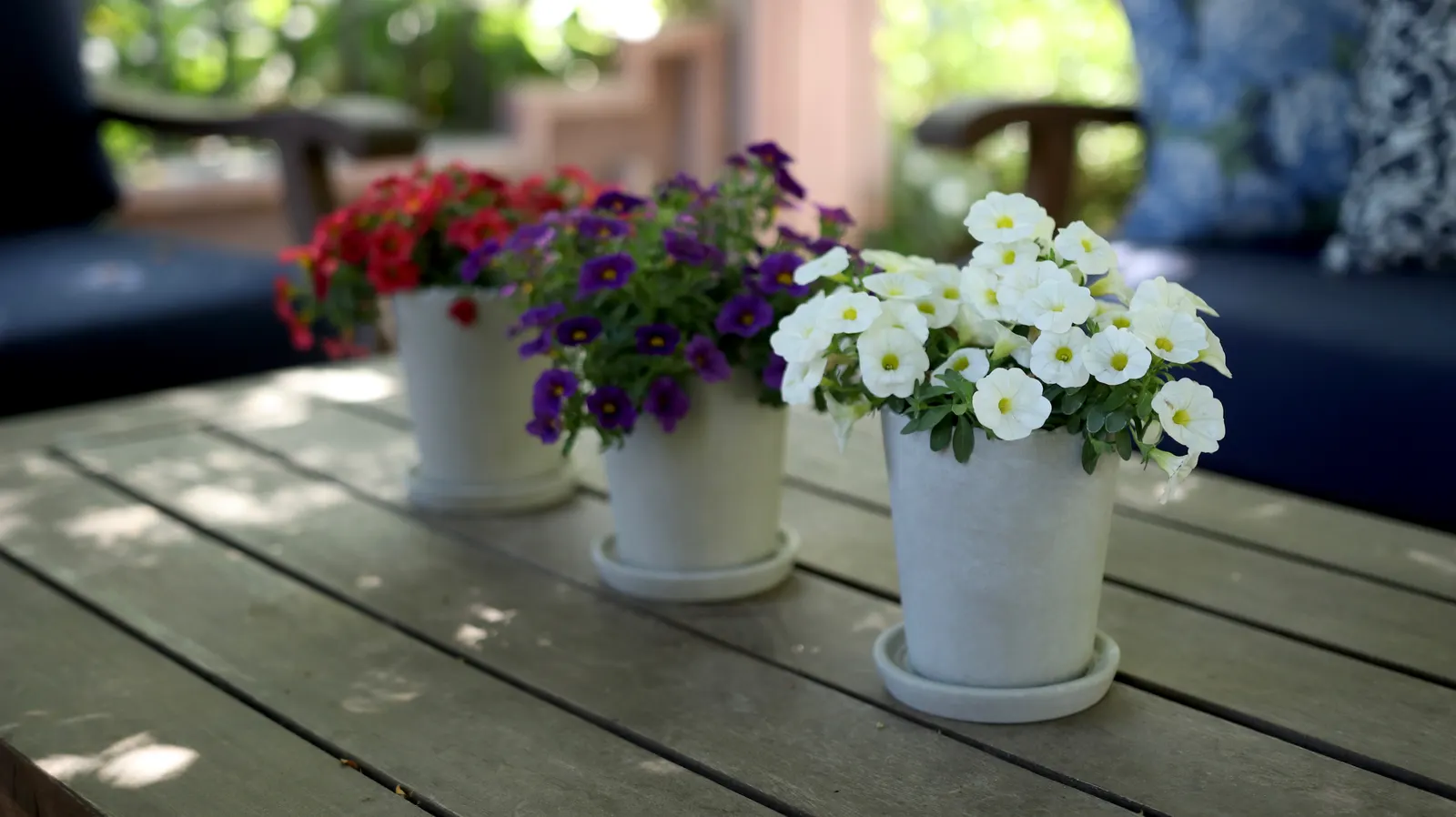 Grape Punch™ II Calibrachoa — velvety bloom to warm-season plantings; is a richly colored annual from Proven Winners® that brings saturated