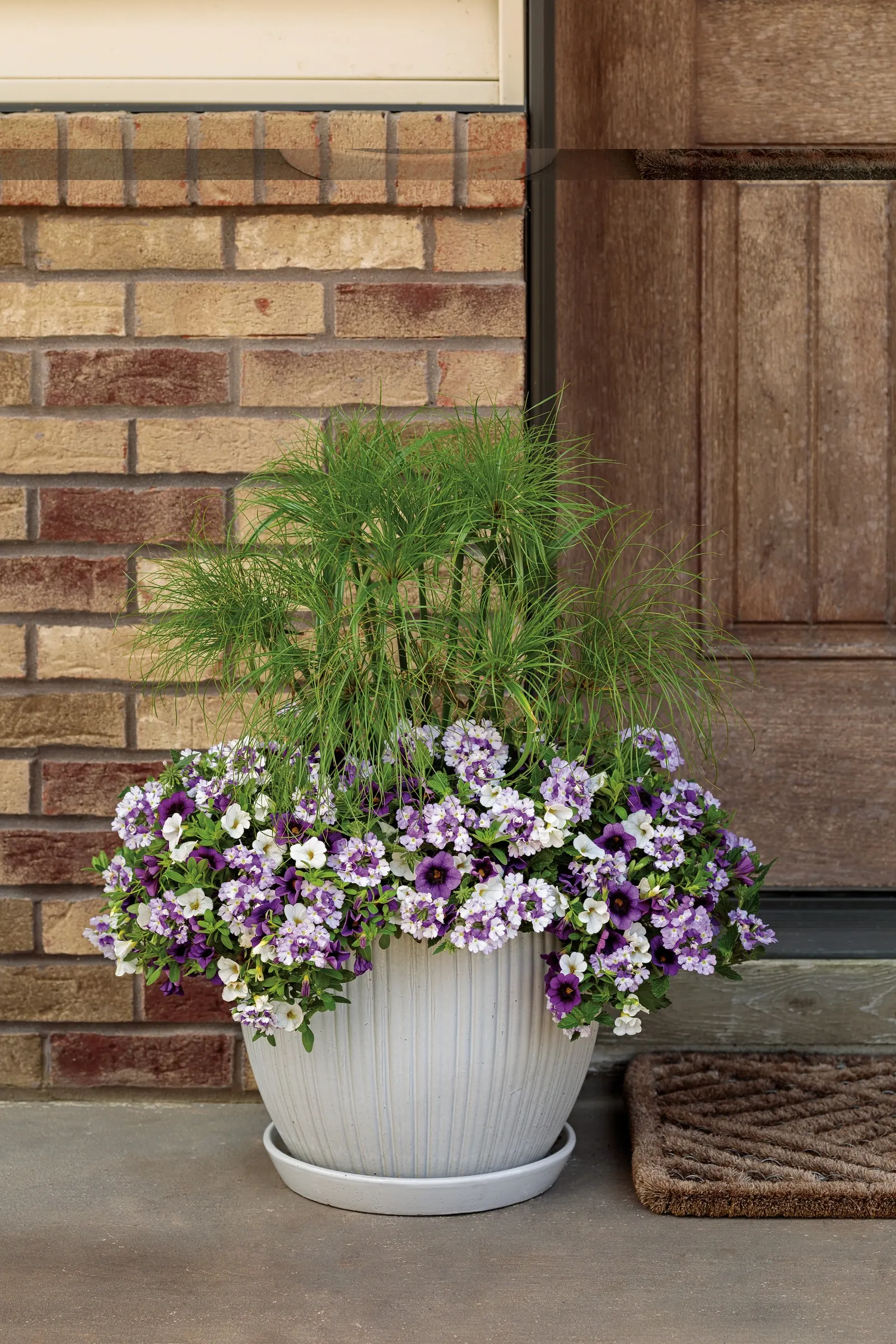 Grape Punch™ II Calibrachoa — so containers are often the easiest and most reliable setting