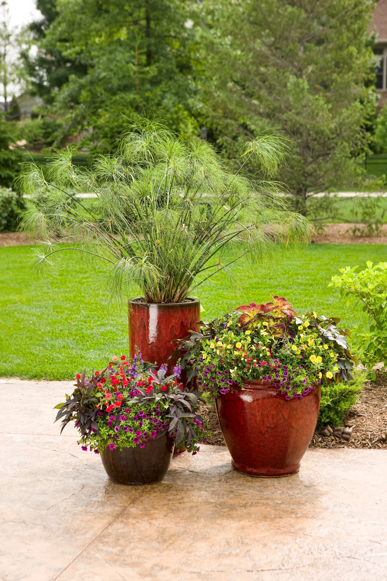 Blue III Angelonia — creating the look of a refined snapdragon built for summer weather
